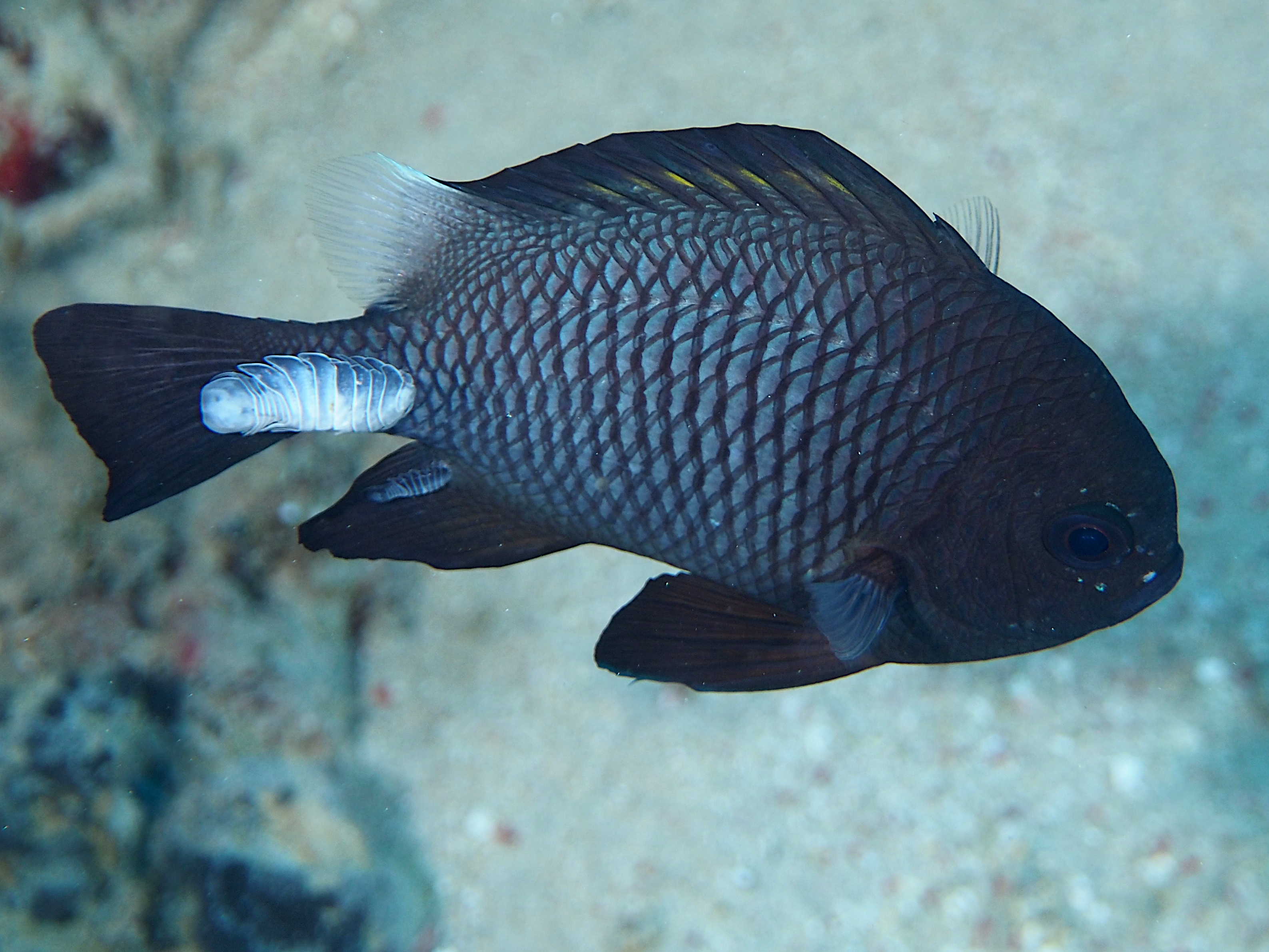 Damselfish Isopod - Renocila ovata