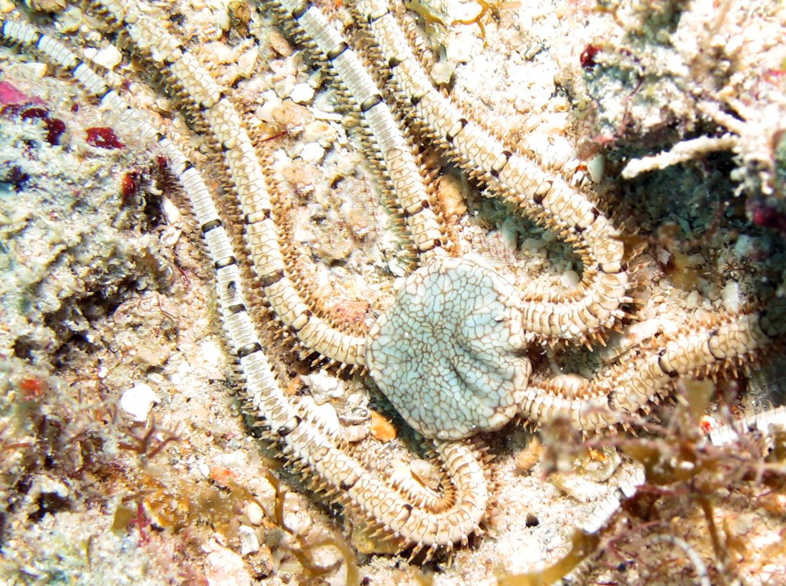 Reticulated Brittle Star - Ophionereis reticulata