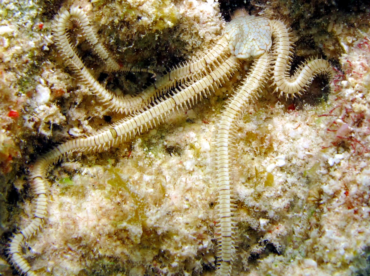 Reticulated Brittle Star - Ophionereis reticulata