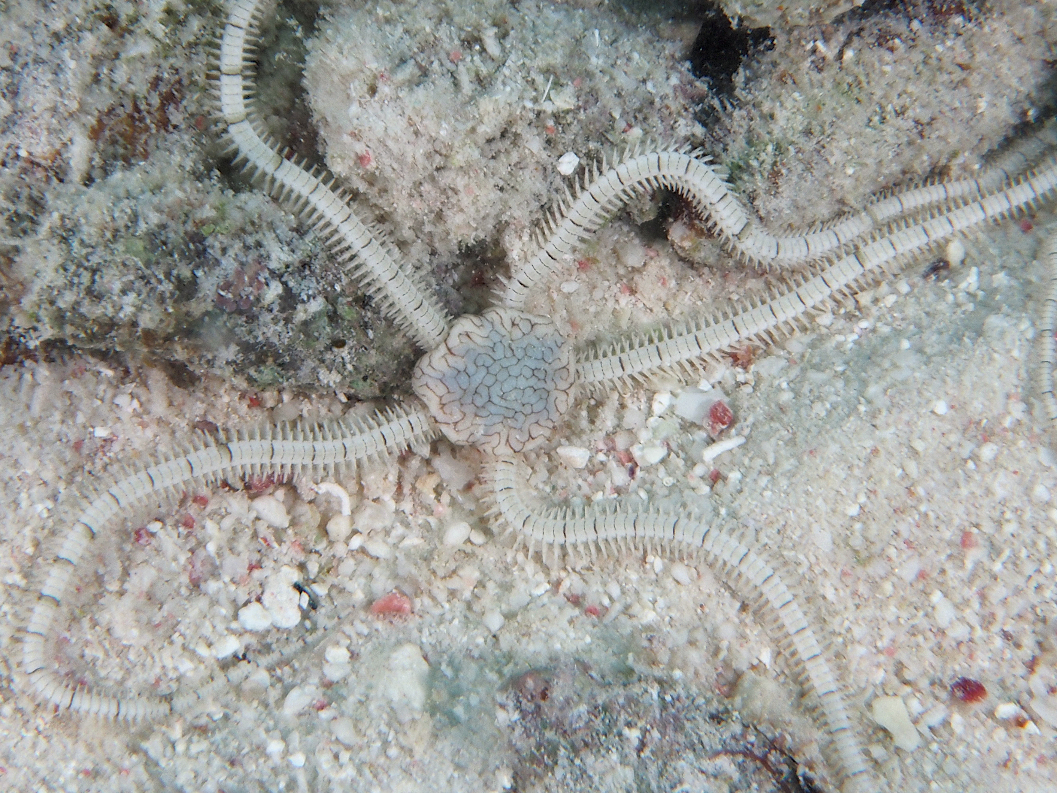 Reticulated Brittle Star - Ophionereis reticulata