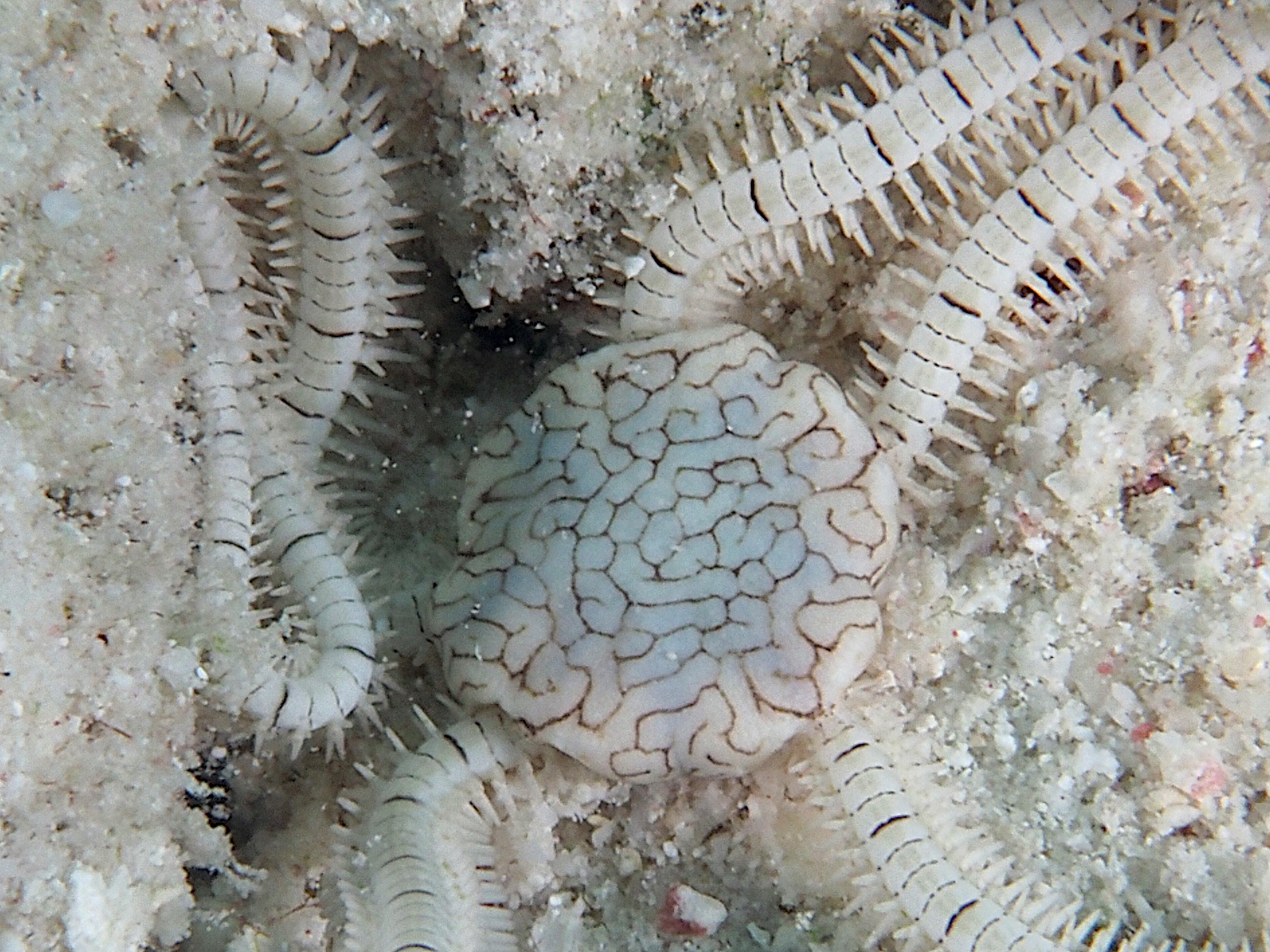 Reticulated Brittle Star - Ophionereis reticulata