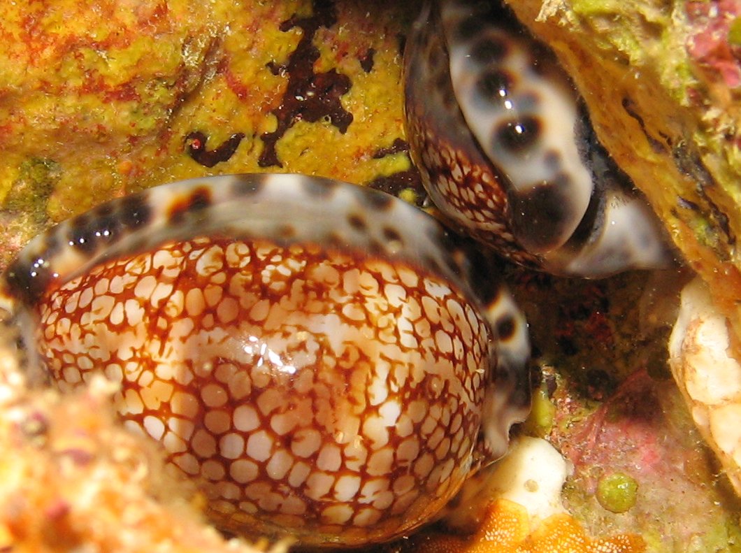 Reticulated Cowry - Cypraea maculifera