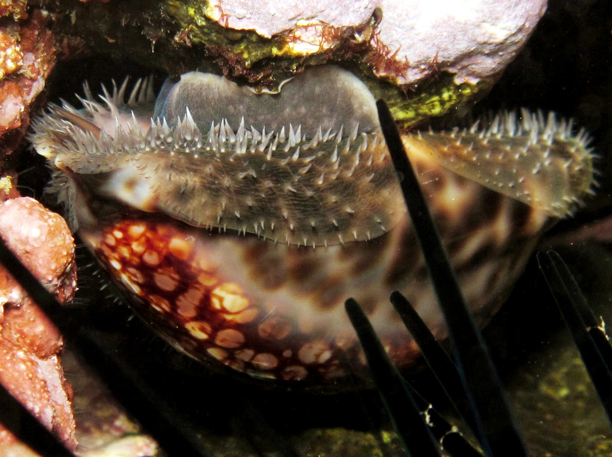 Reticulated Cowry - Cypraea maculifera