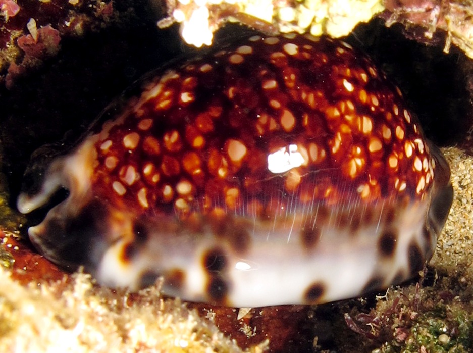 Reticulated Cowry - Cypraea maculifera