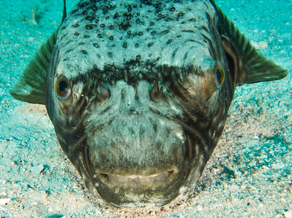 Reticulated puffer - Arothron reticularis