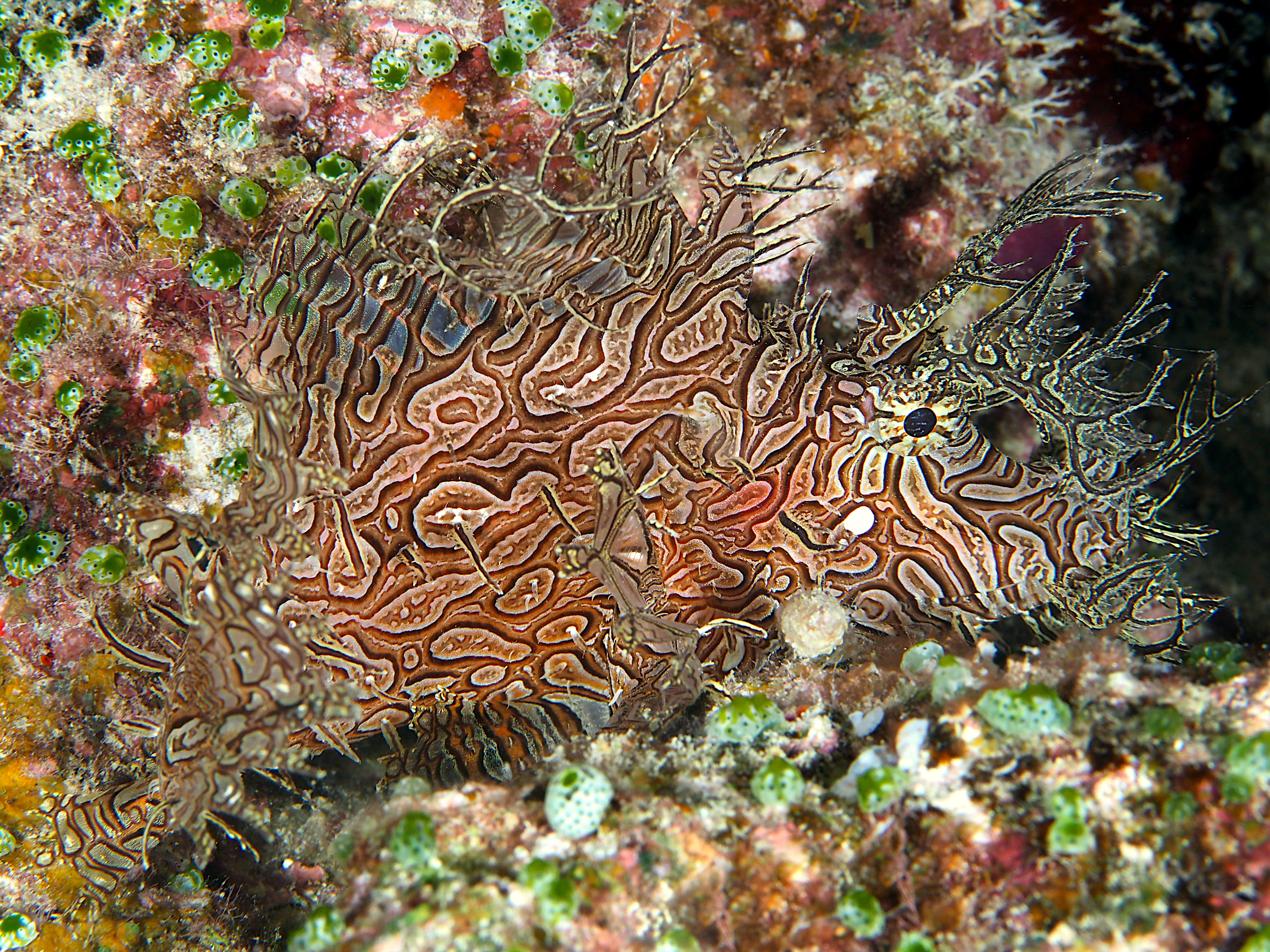 Lacy Scorpionfish - Rhinopias aphanes