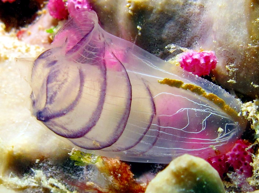 Blue Club Tunicate - Rhopalaea circula - Yap, Micronesia