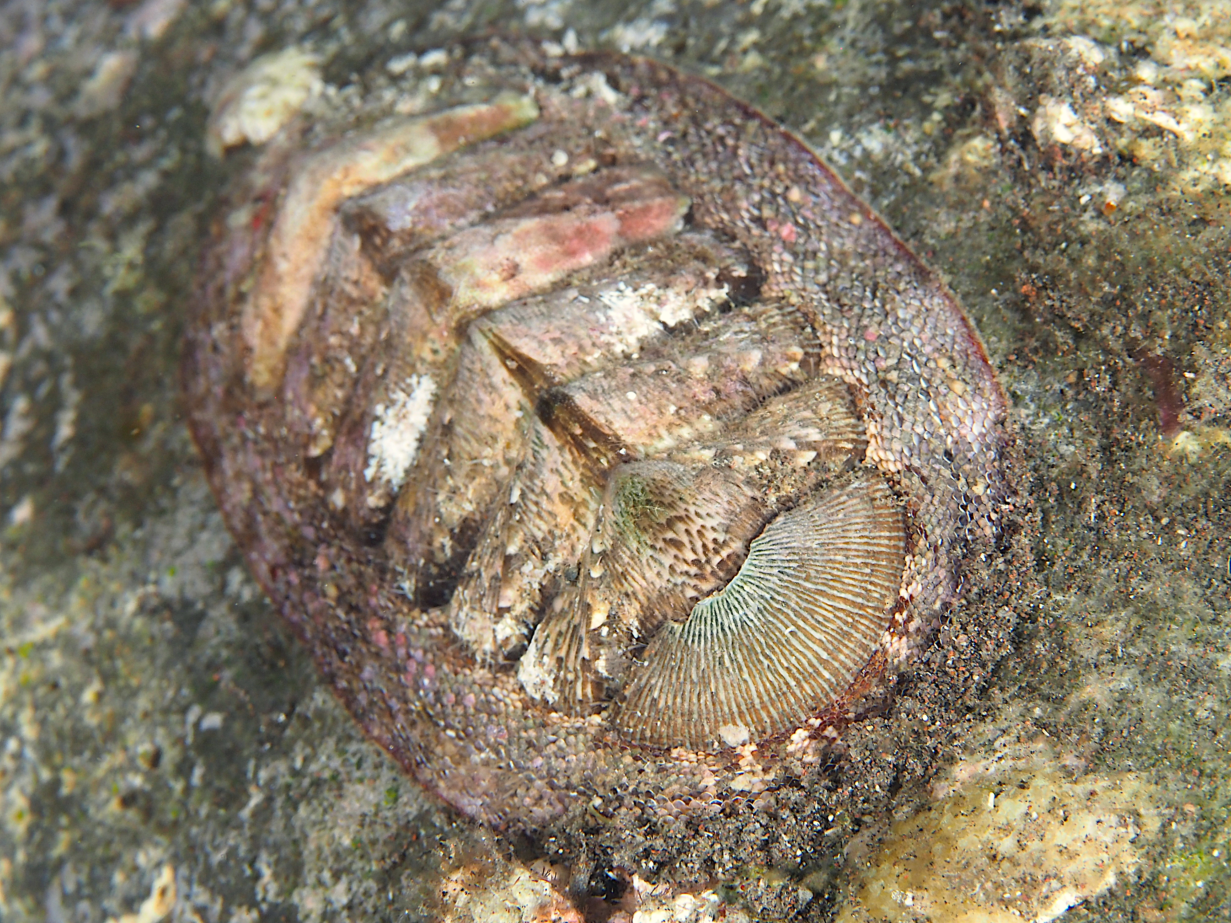 Densilirata Chiton - Rhyssoplax densilirata - Bali, Indonesia