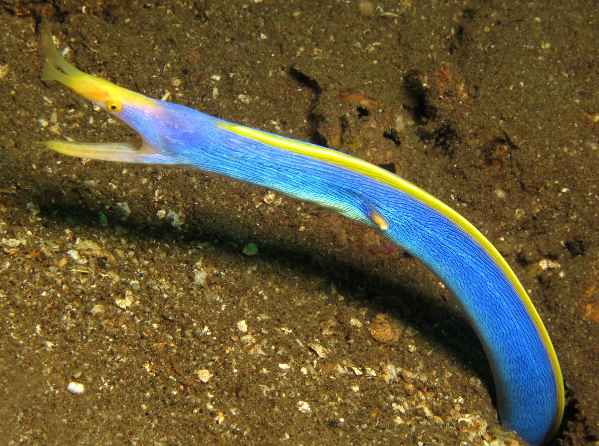 Ribbon Moray Eel - Rhinomuraena quaesita