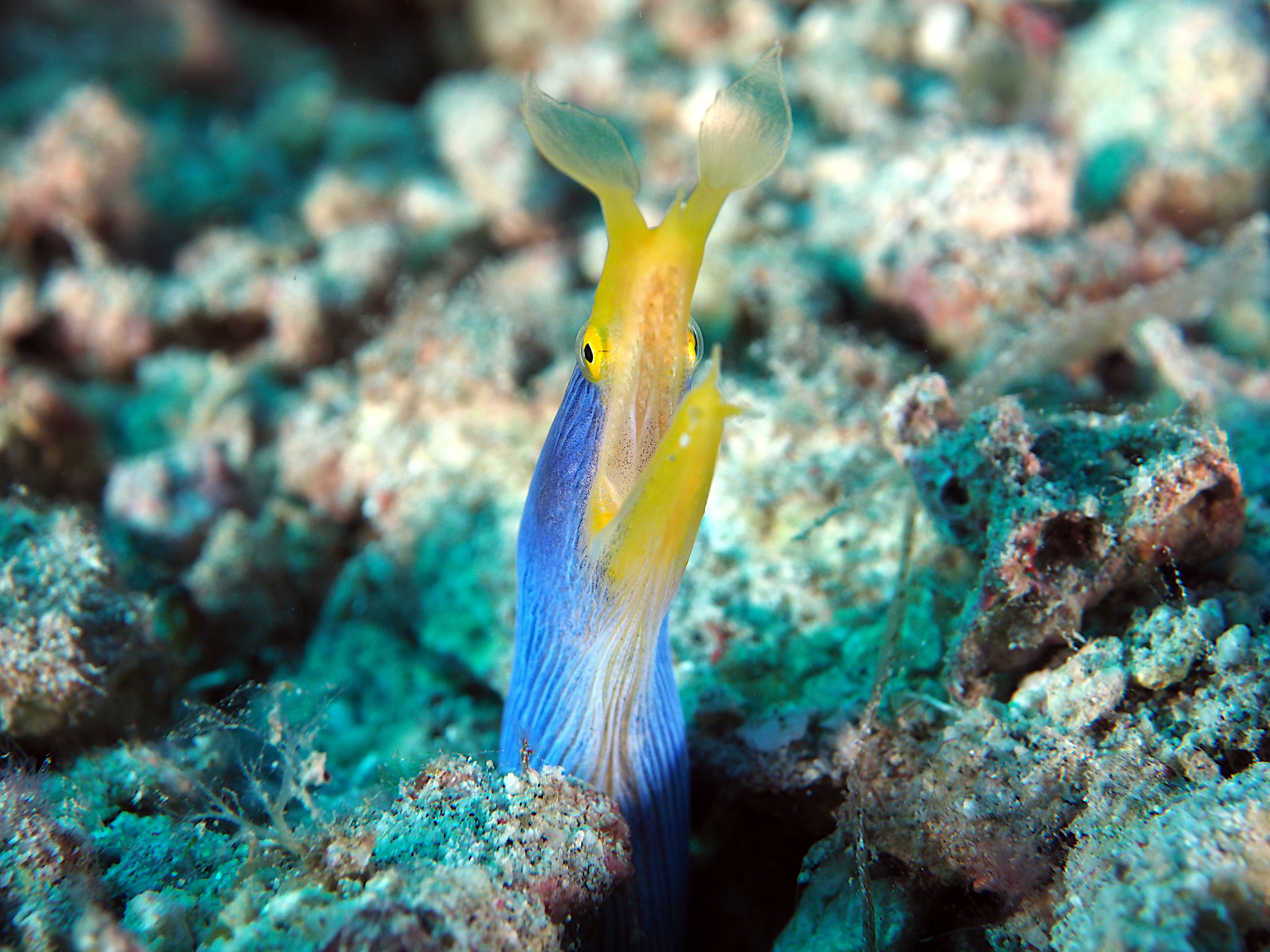 Ribbon Moray Eel - Rhinomuraena quaesita