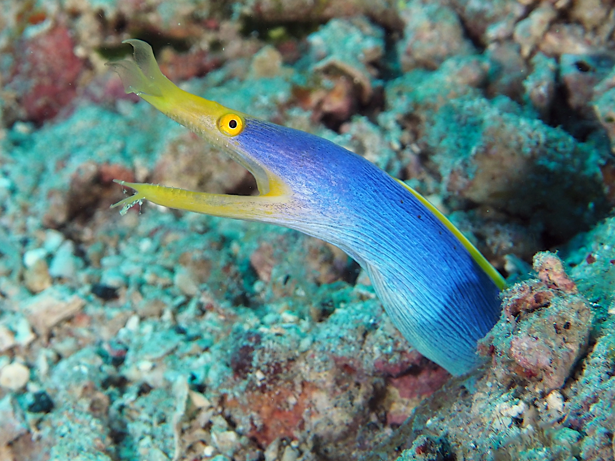Ribbon Moray Eel - Rhinomuraena quaesita