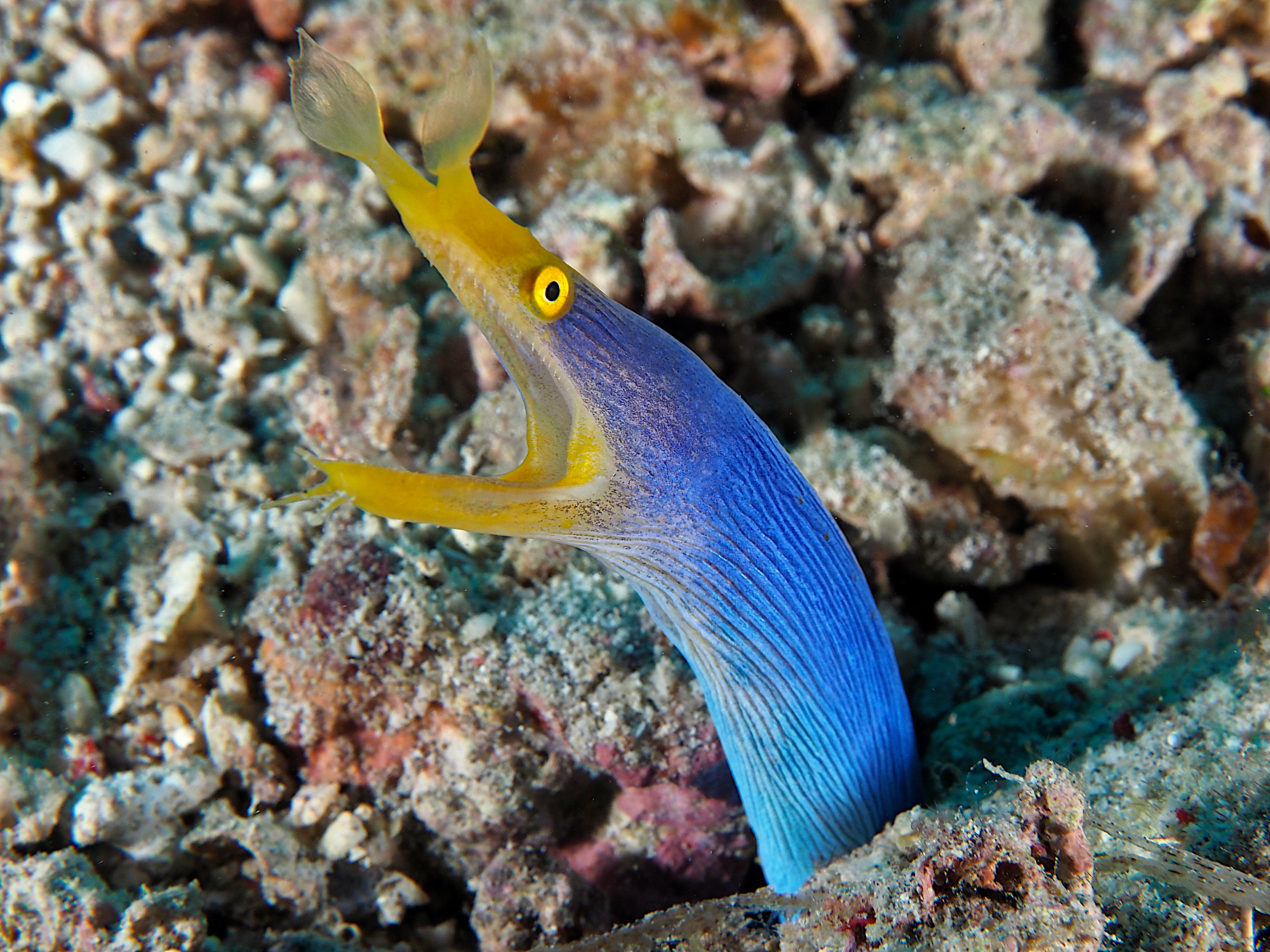 Ribbon Moray Eel - Rhinomuraena quaesita