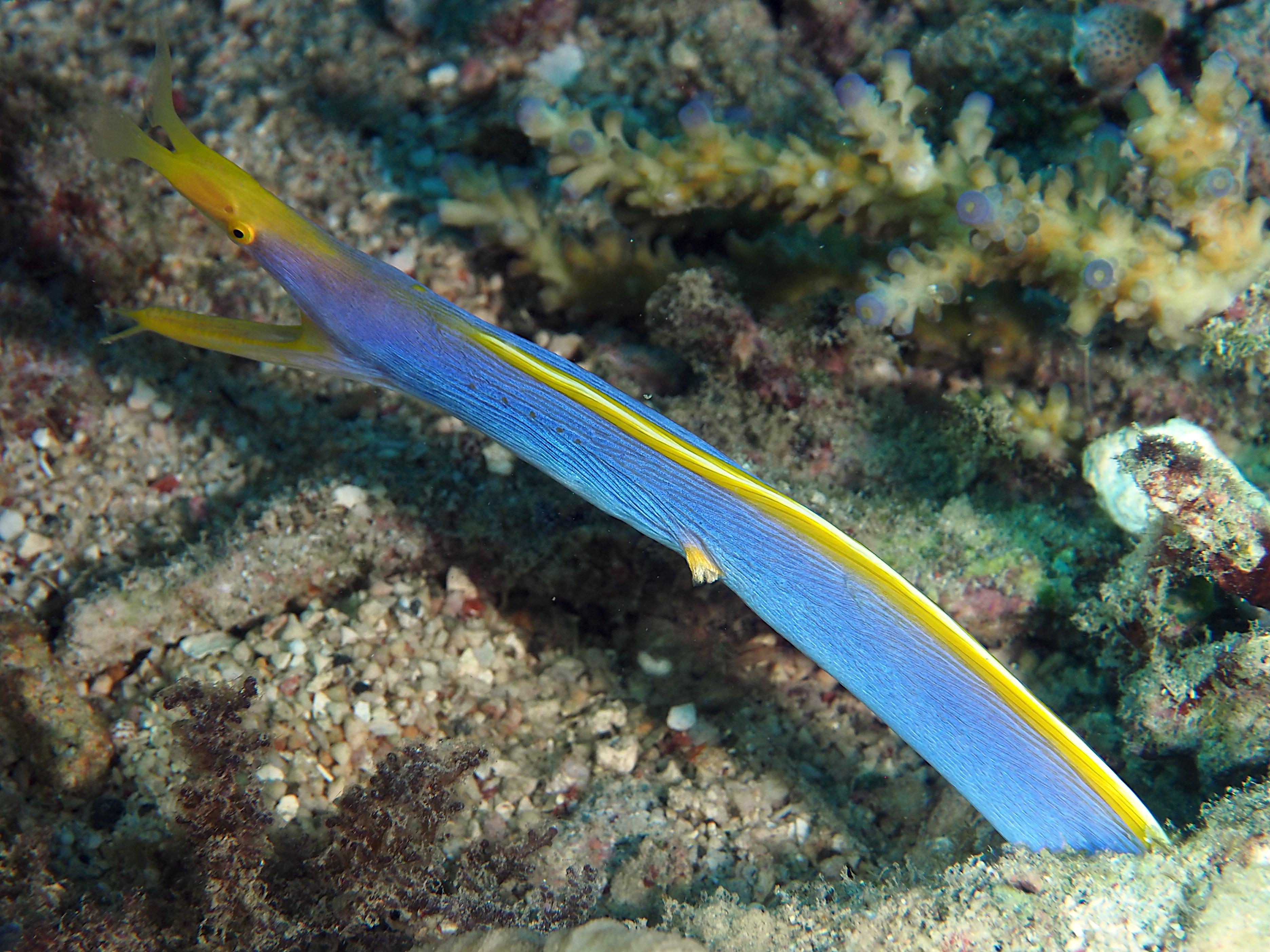 Ribbon Moray Eel - Rhinomuraena quaesita