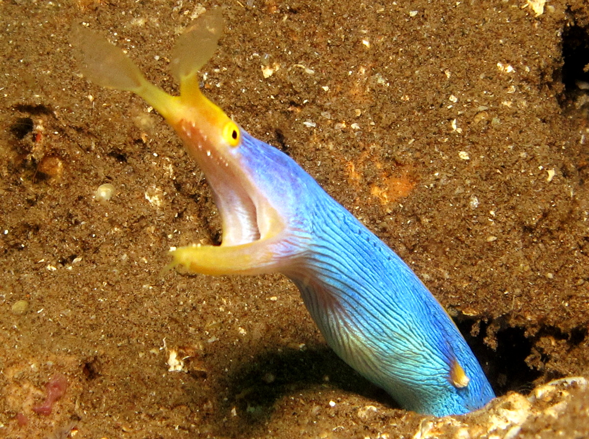 Ribbon Moray Eel - Rhinomuraena quaesita