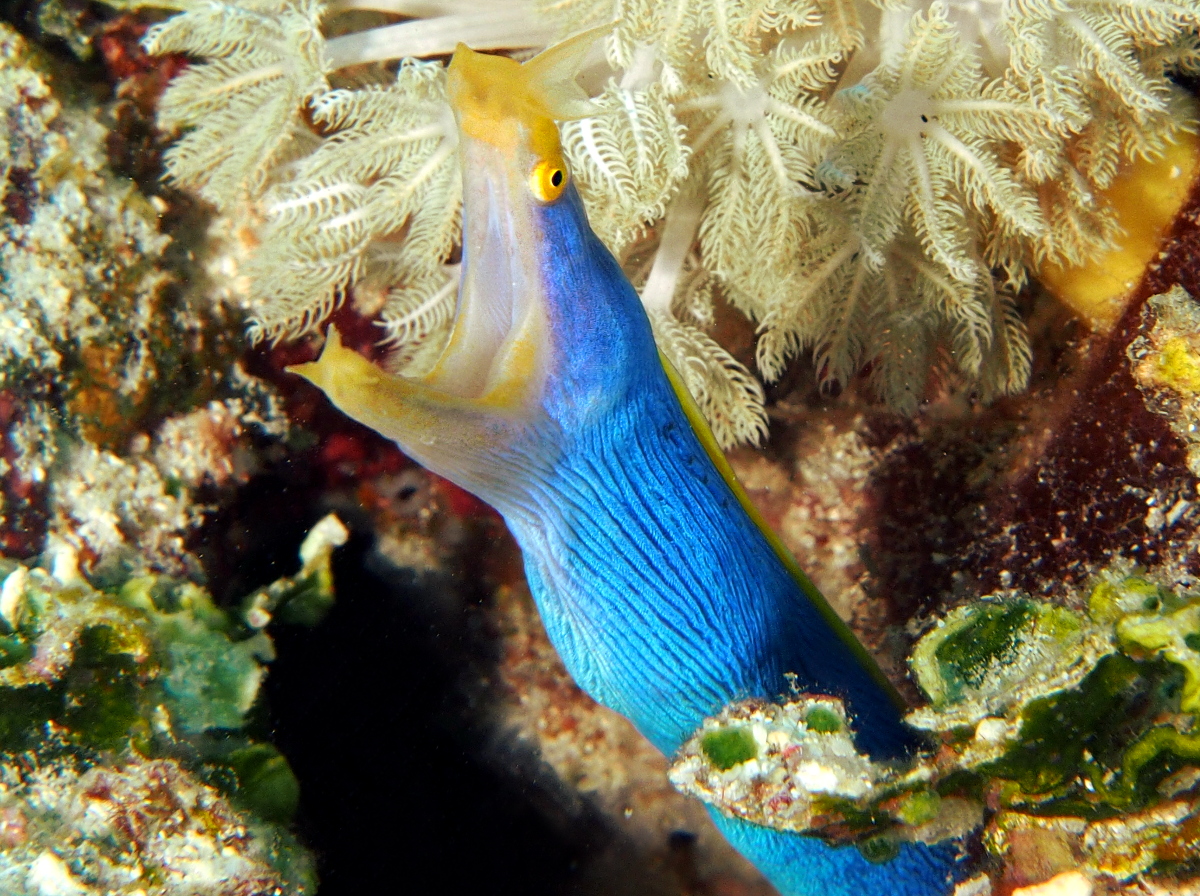 Ribbon Moray Eel - Rhinomuraena quaesita