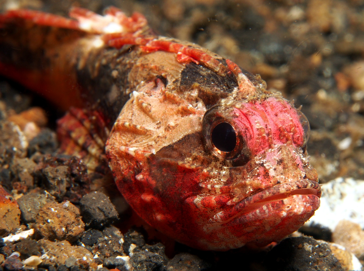Whiteface Waspfish - Richardsonichthys leucogaster