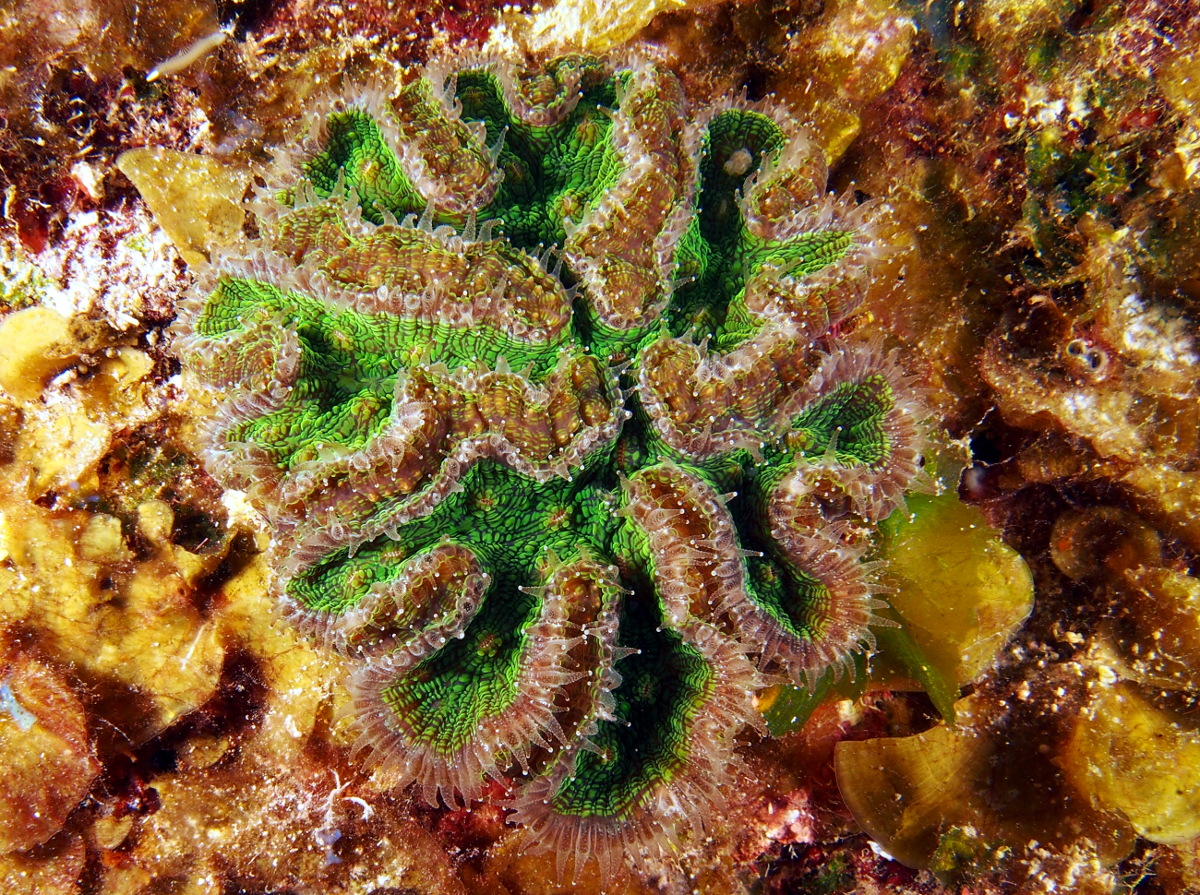 Ridged Cactus Coral - Mycetophyllia lamarckiana