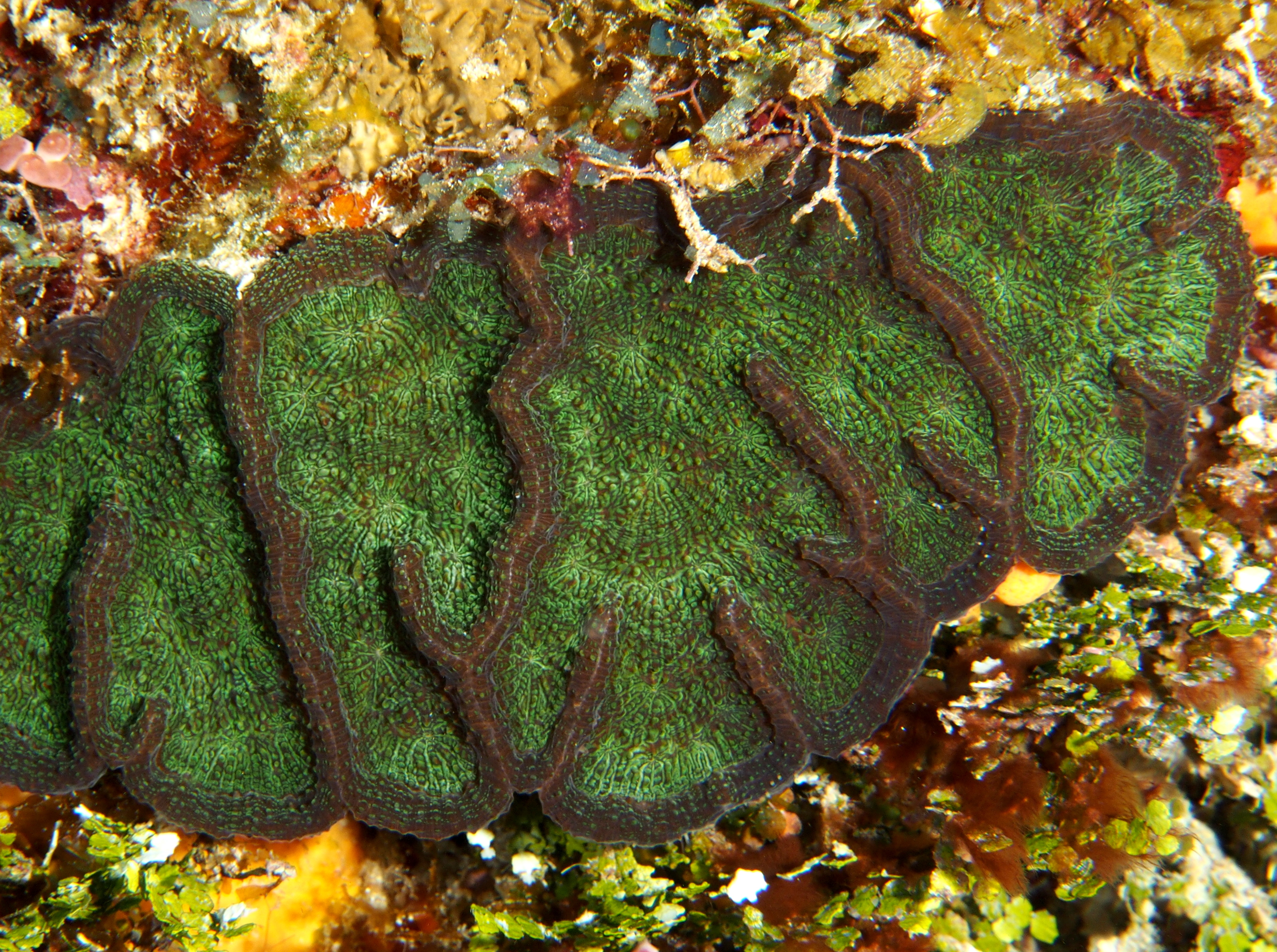 Ridged Cactus Coral - Mycetophyllia lamarckiana