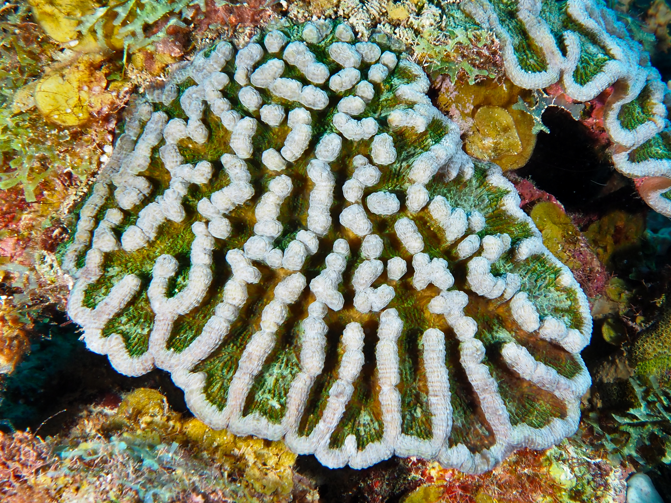 Ridged Cactus Coral - Mycetophyllia lamarckiana