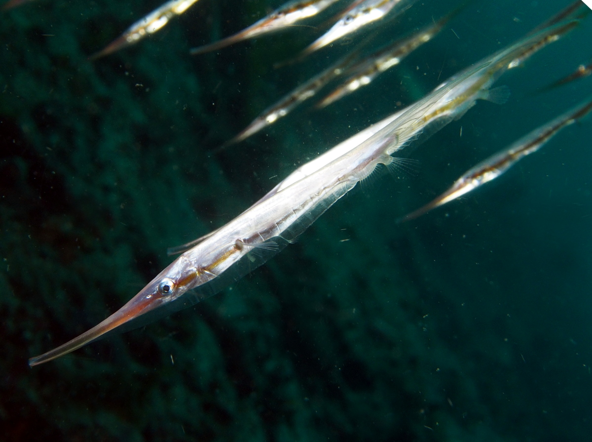 Rigid Shrimpfish - Centriscus scutatus