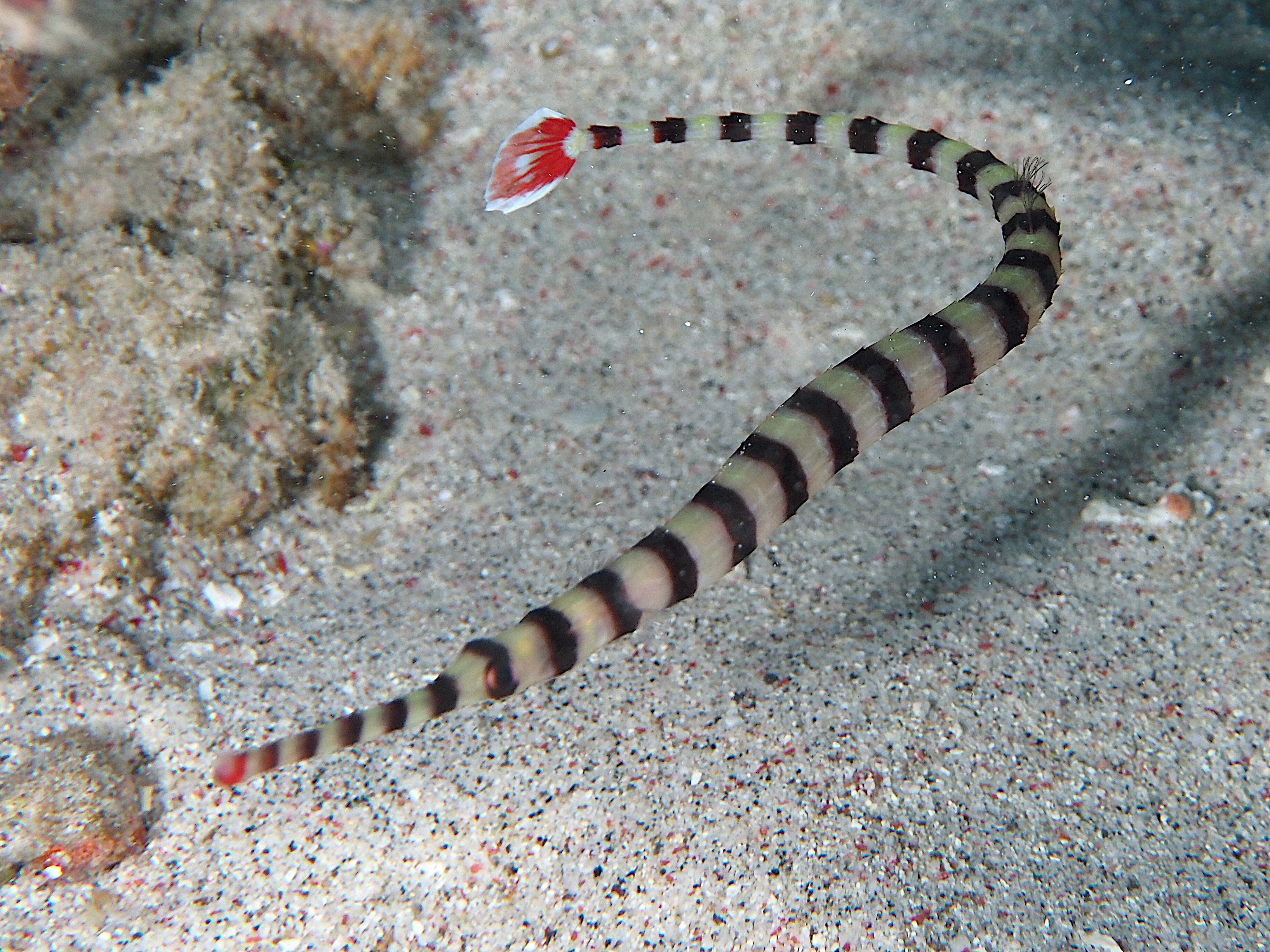 Ringed Pipefish - Dunckerocampus dactyliophorus