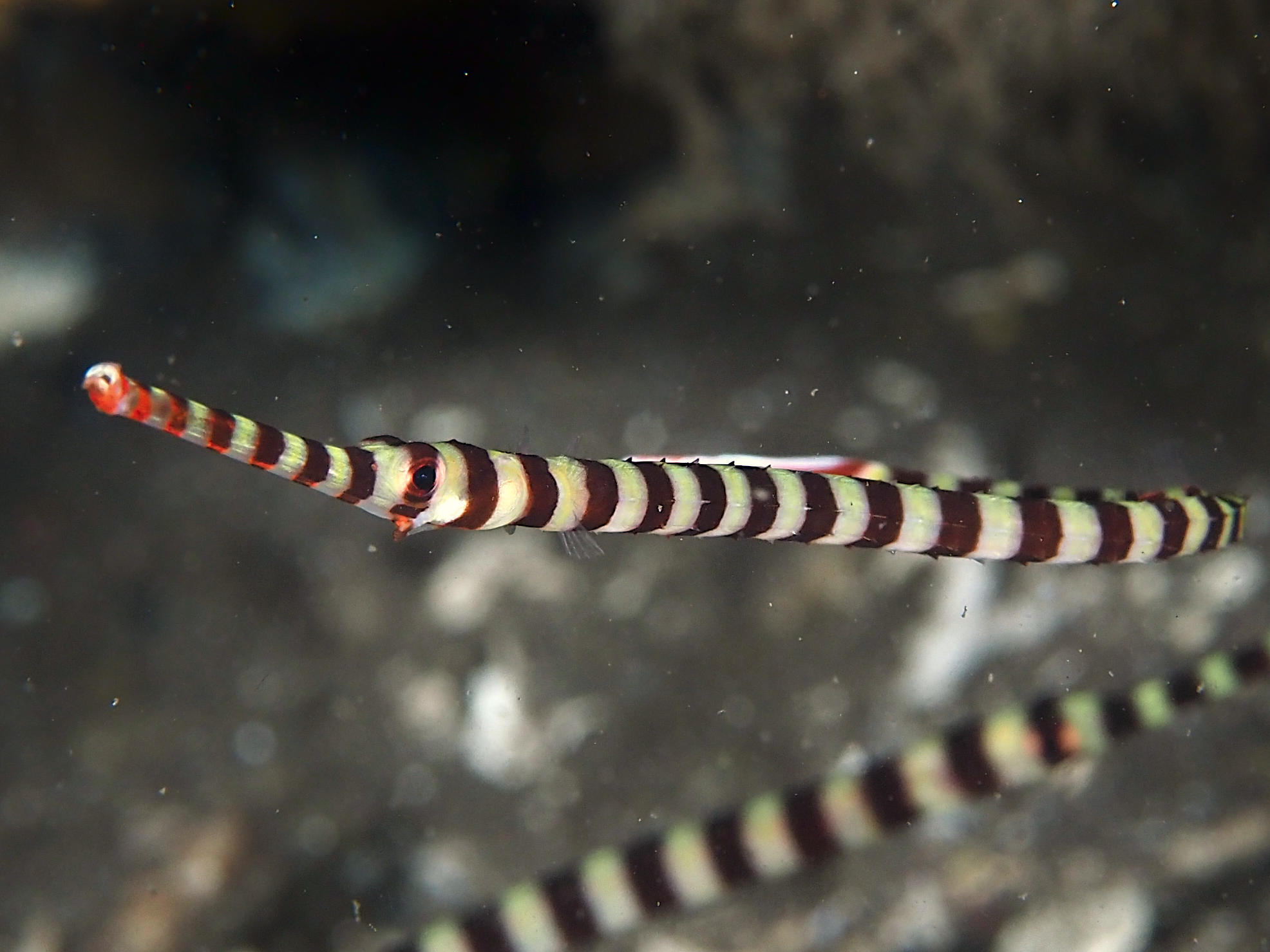 Ringed Pipefish - Dunckerocampus dactyliophorus