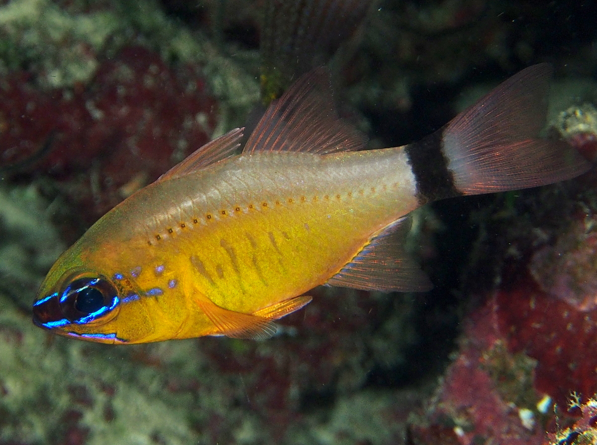 Ring-Tailed Cardinalfish - Ostorhinchus aureus