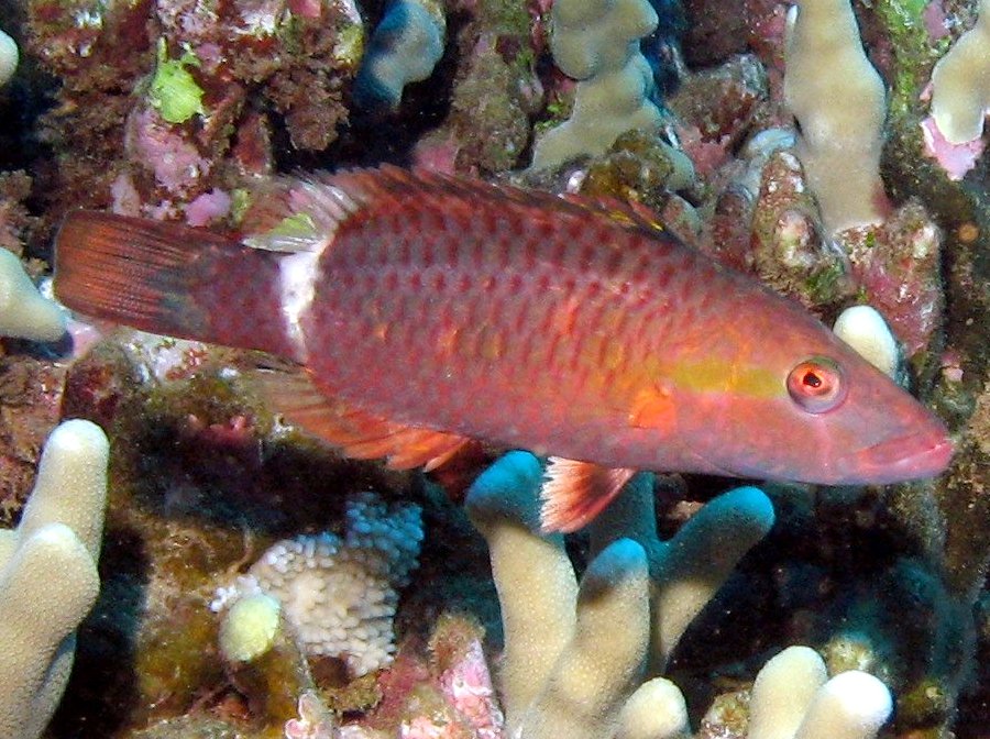 Ringtail Wrasse - Oxycheilinus unifasciatus