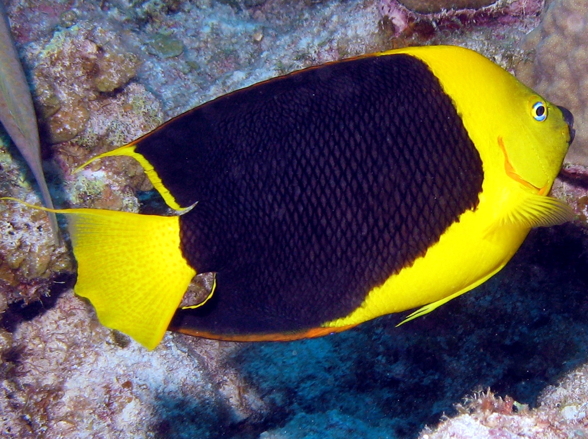 Rock Beauty - Holacanthus tricolor