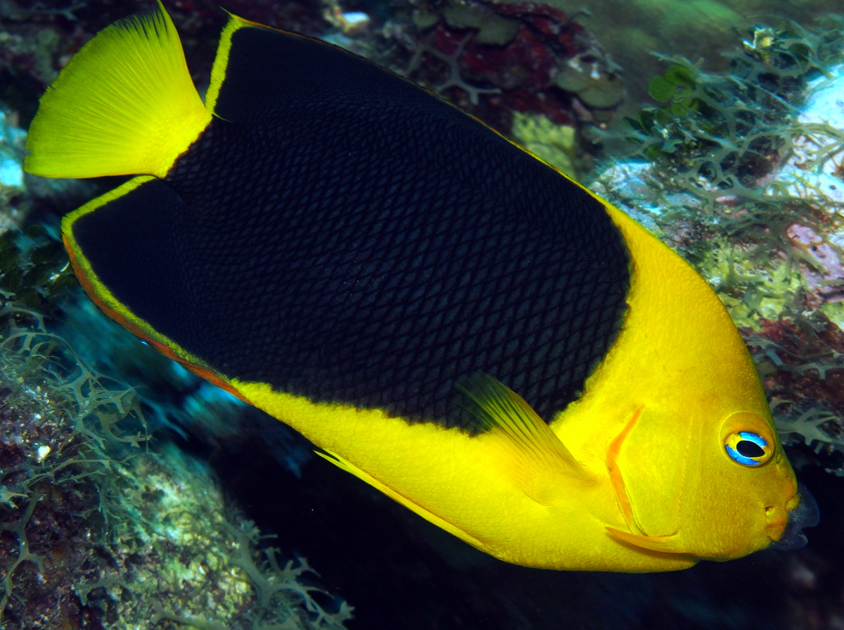 Rock Beauty - Holacanthus tricolor