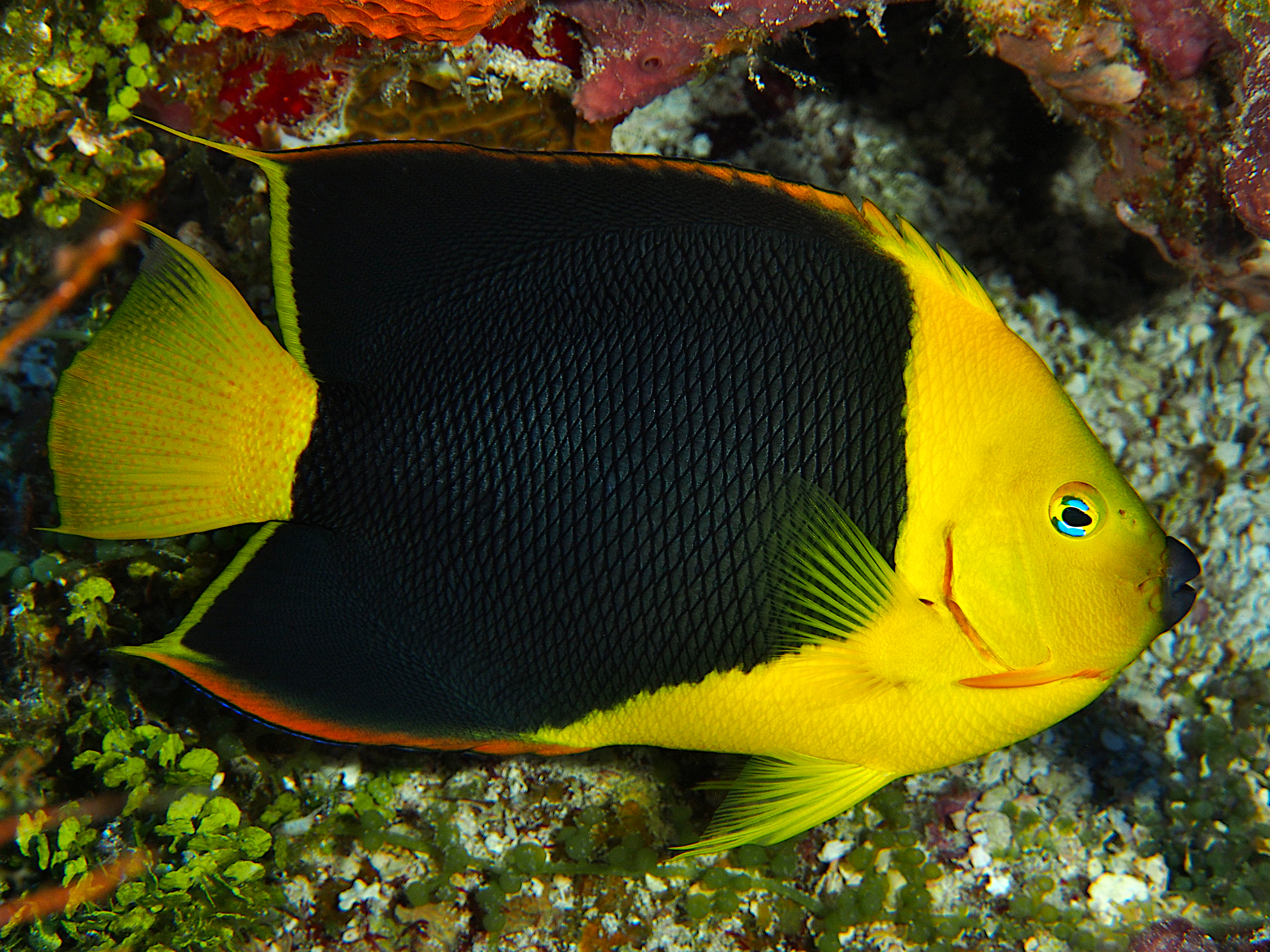 Rock Beauty - Holacanthus tricolor