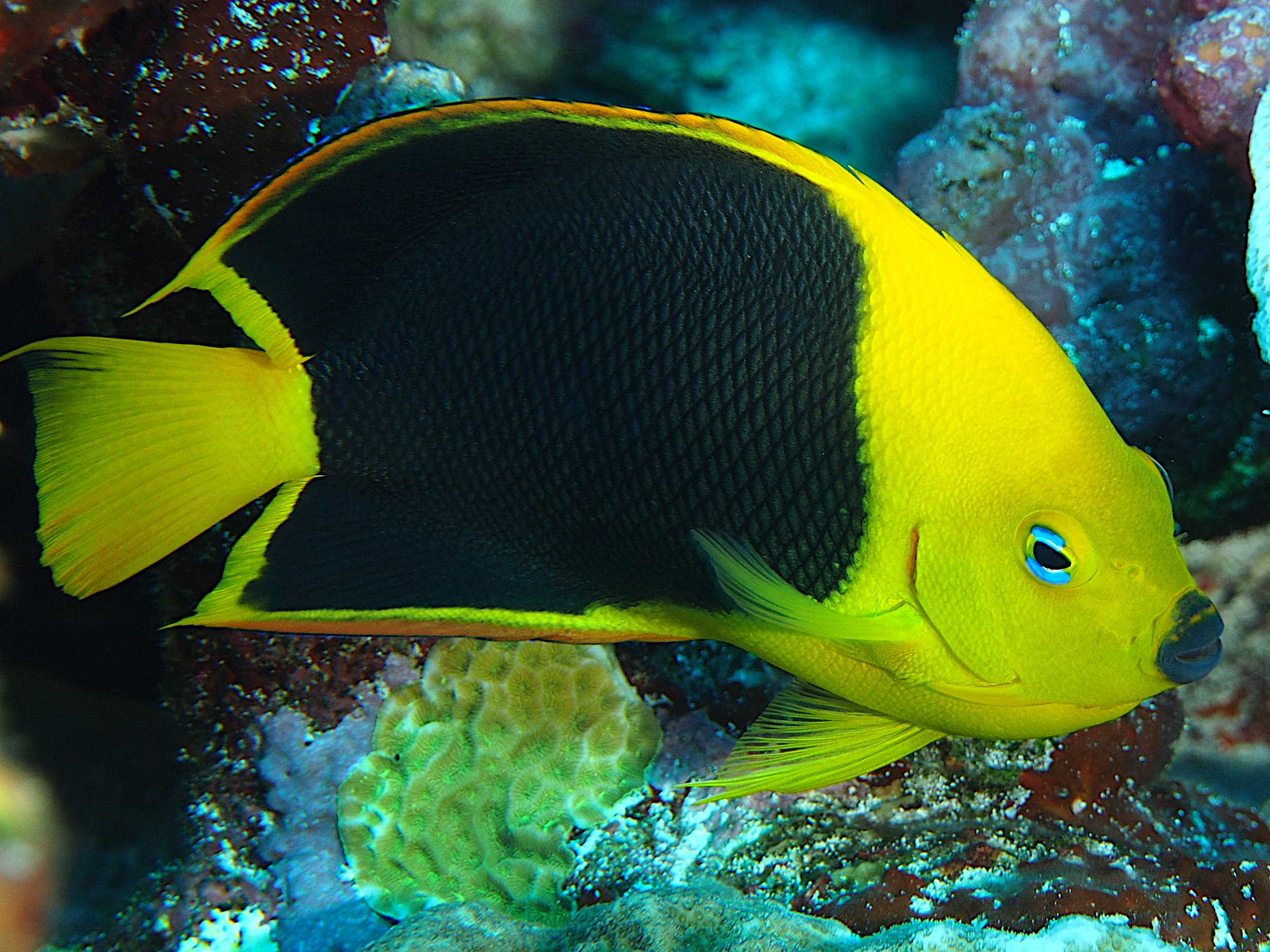 Rock Beauty - Holacanthus tricolor