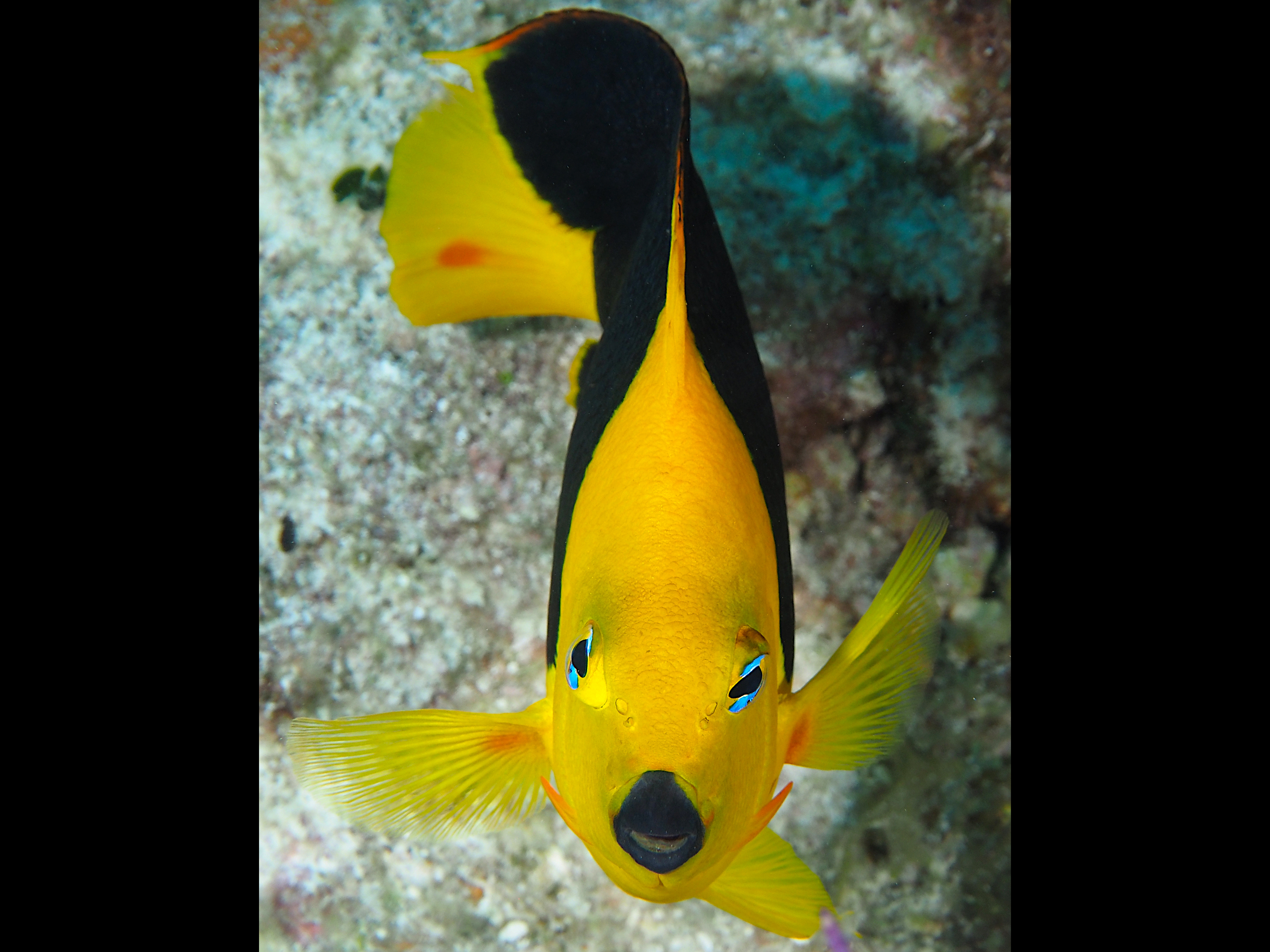 Rock Beauty - Holacanthus tricolor