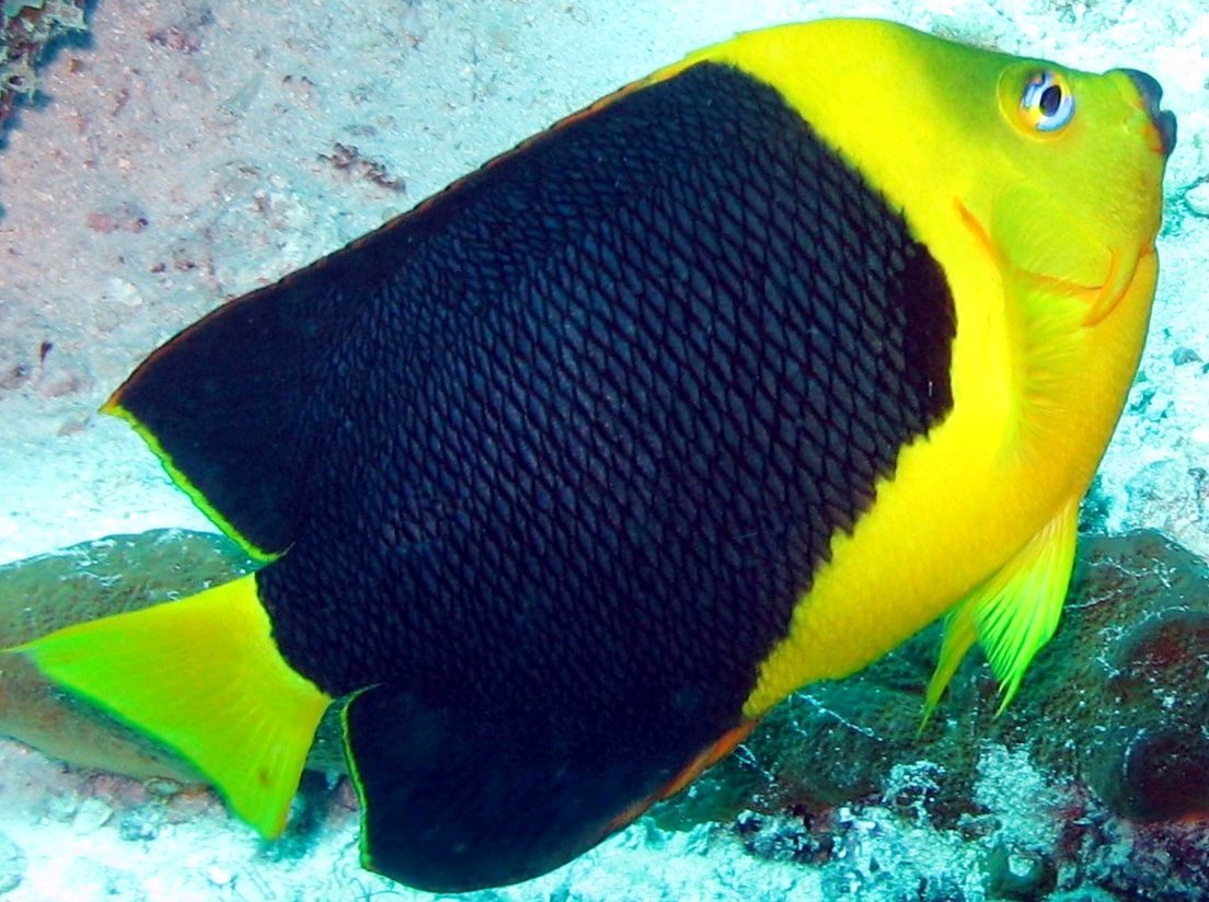 Rock Beauty - Holacanthus tricolor