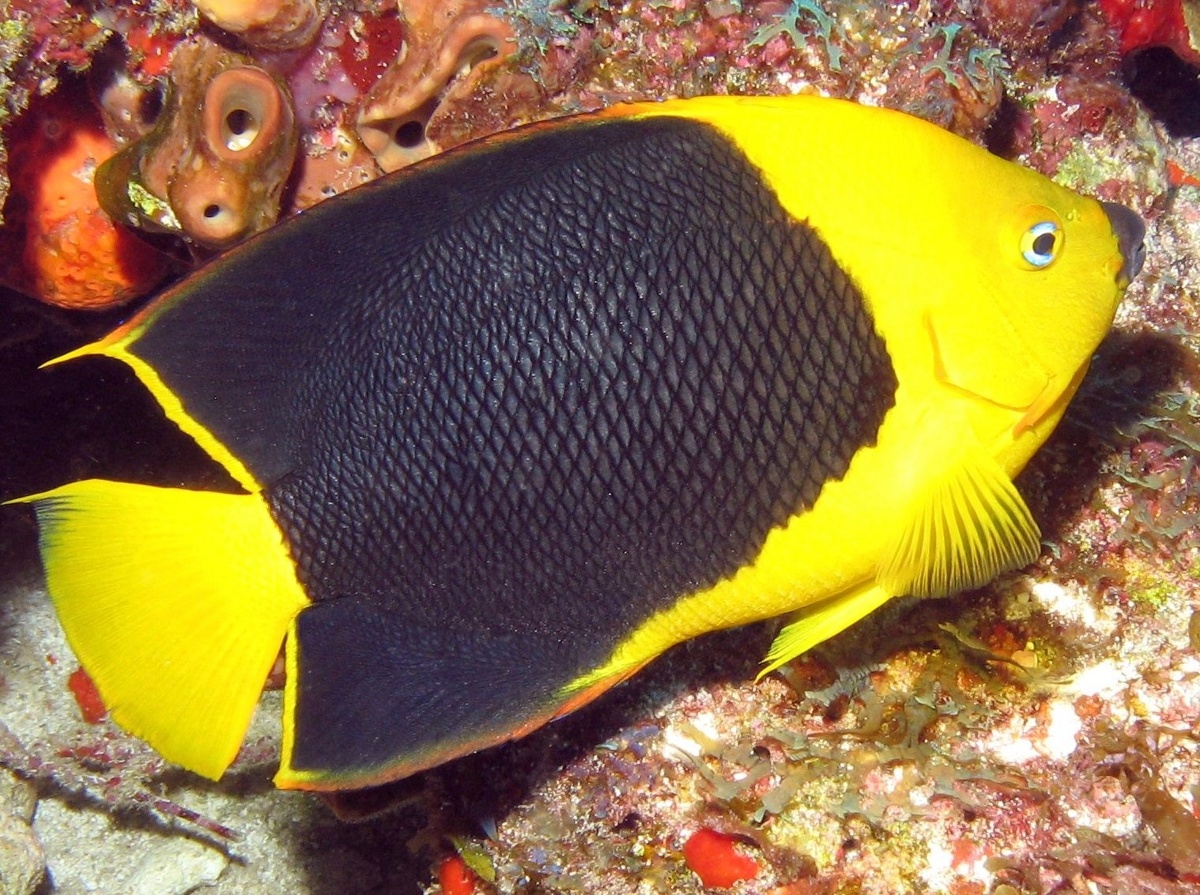 Rock Beauty - Holacanthus tricolor