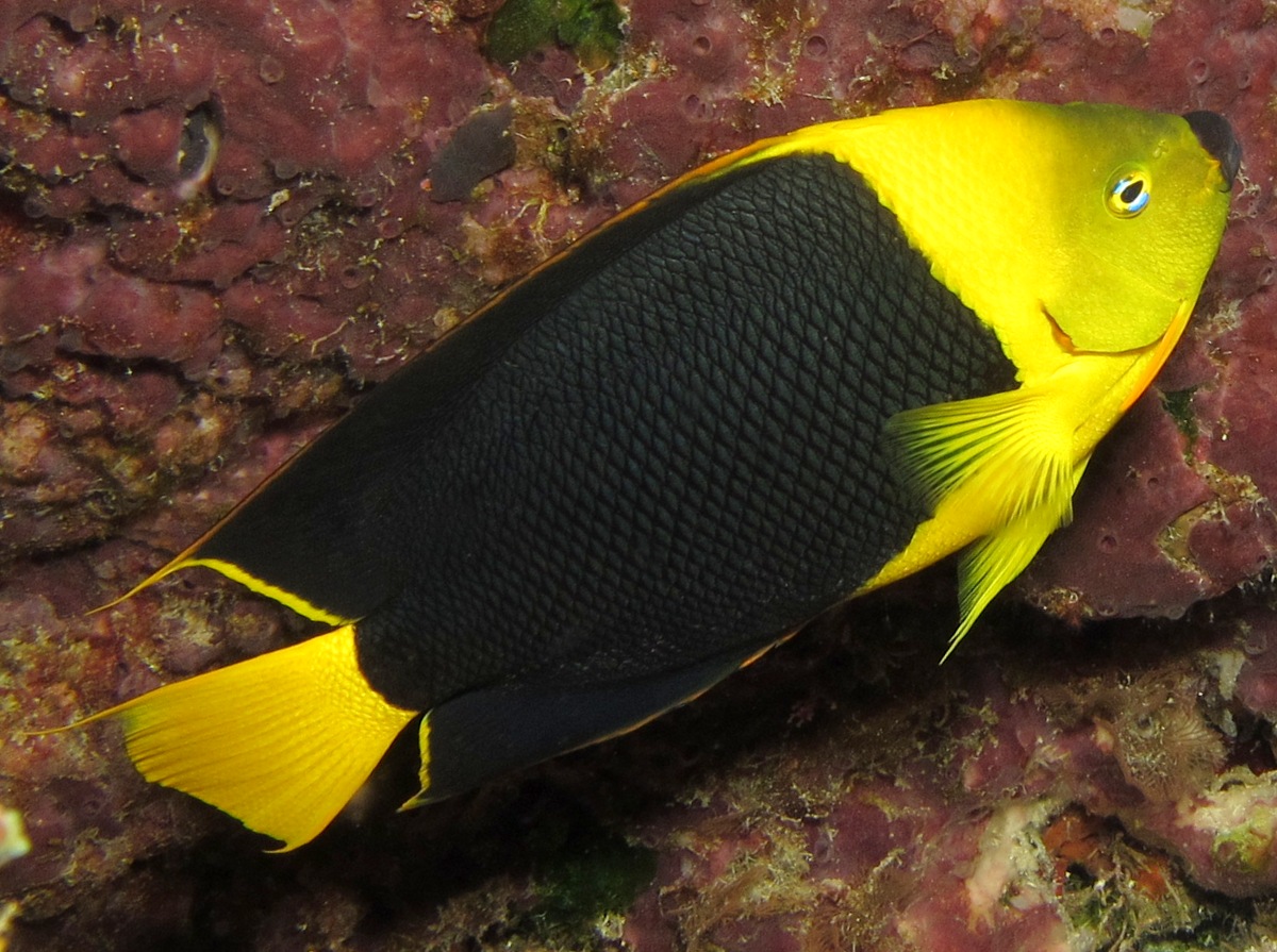 Rock Beauty - Holacanthus tricolor