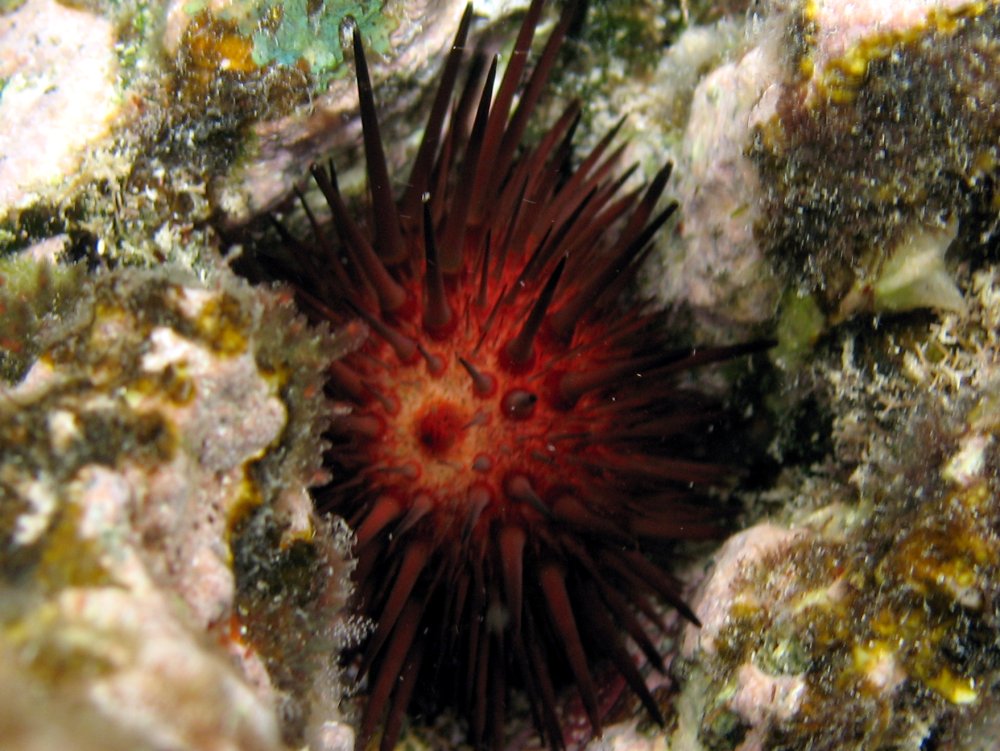 Rock-Boring Urchin - Echinometra lucunter