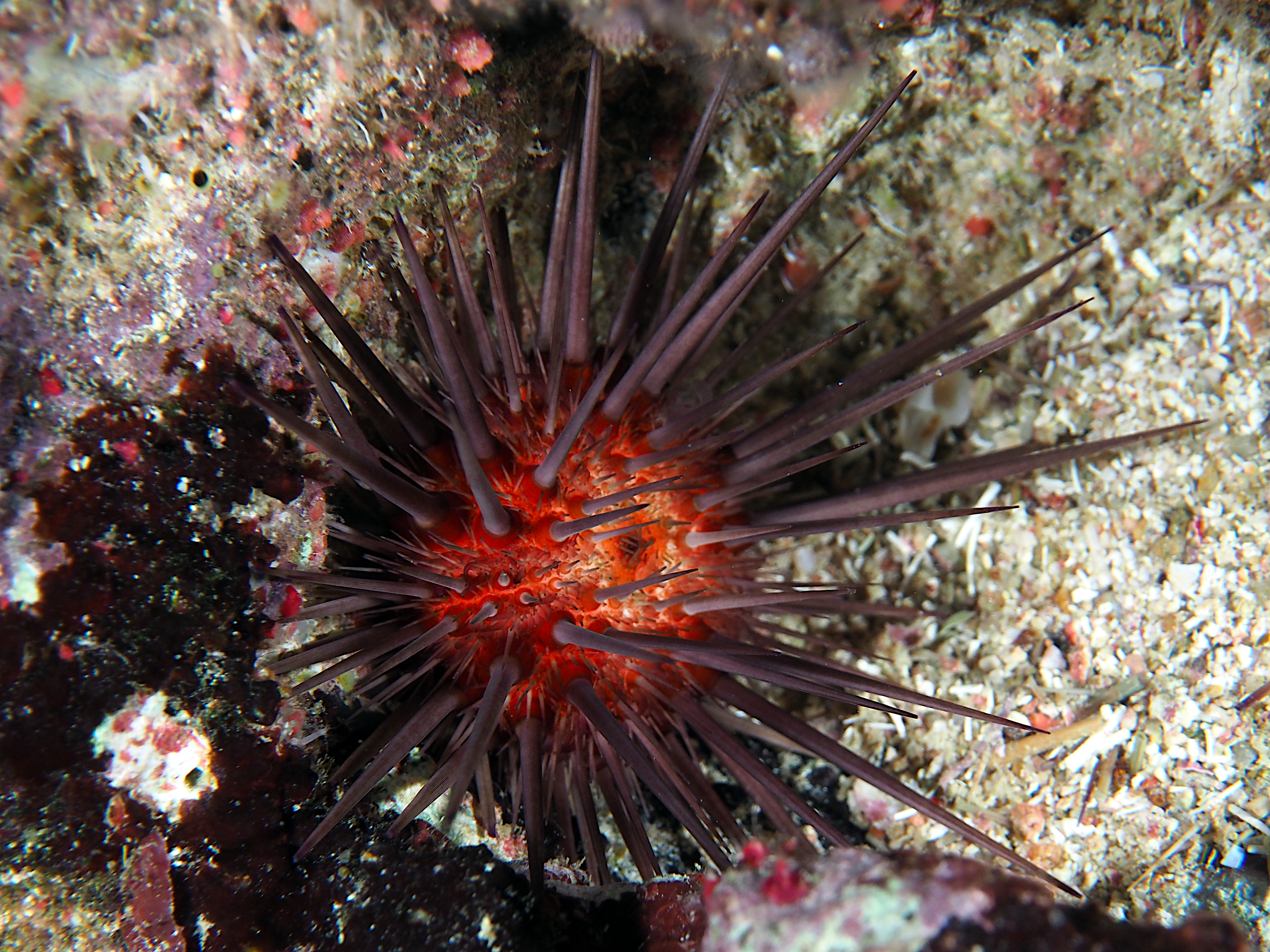 Atlantic Rock-Boring Urchin - Echinometra lucunter