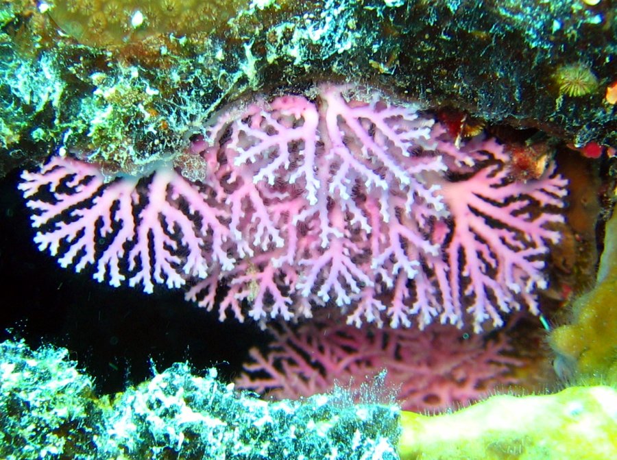 Rose Lace Coral - Stylaster roseus