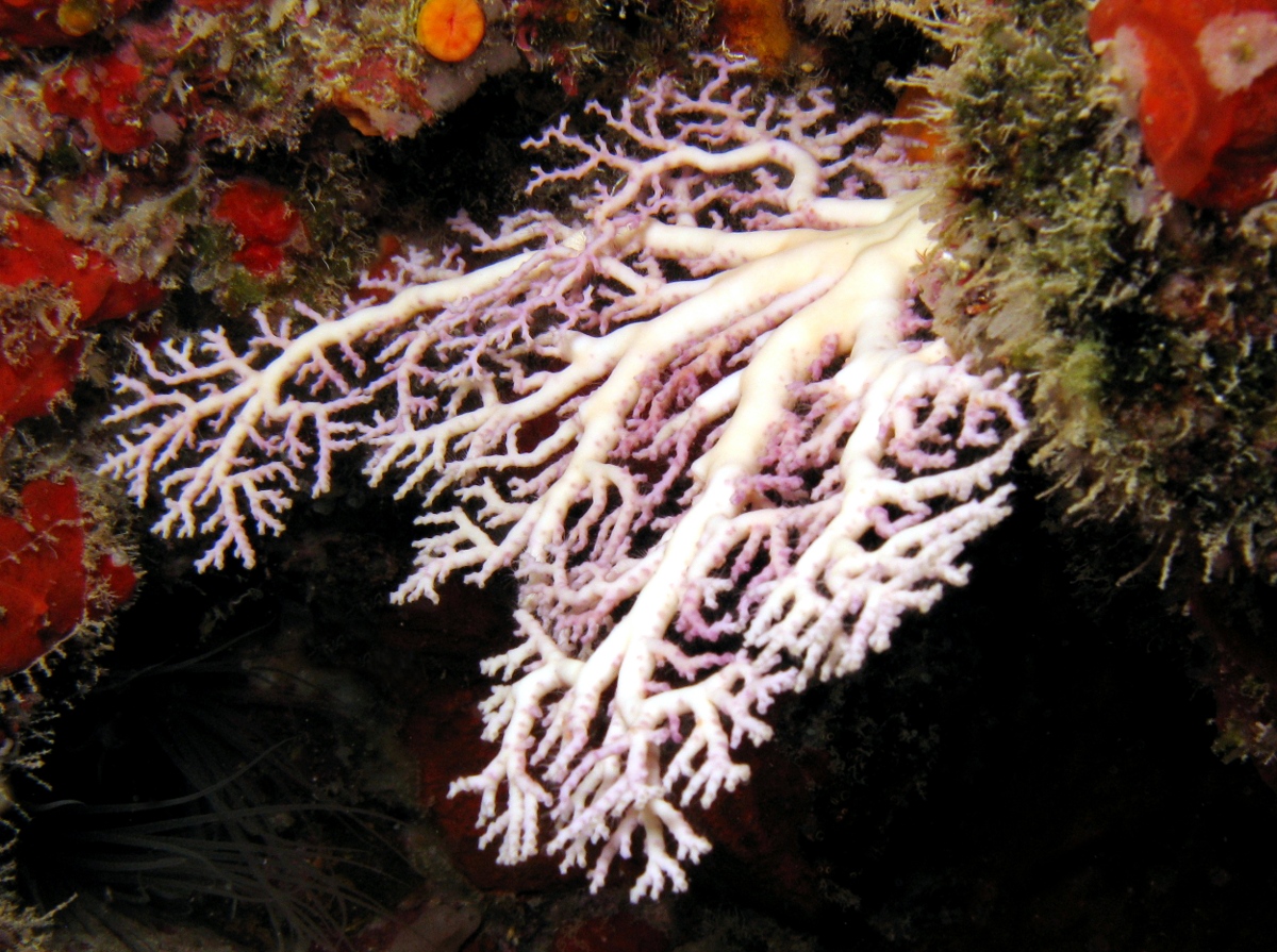 Rose Lace Coral - Stylaster roseus