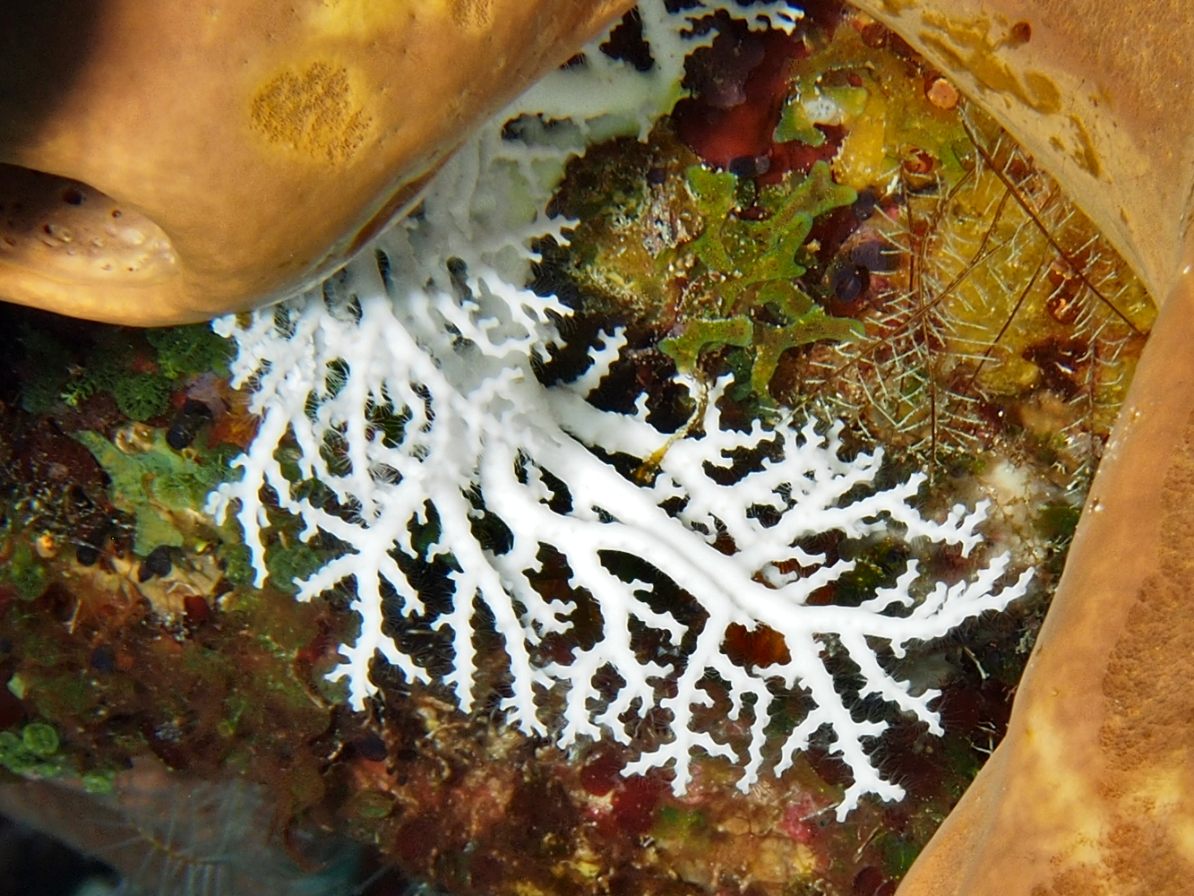 Rose Lace Coral - Stylaster roseus