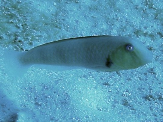 Rosy Razorfish - Xyrichtys martinicensis