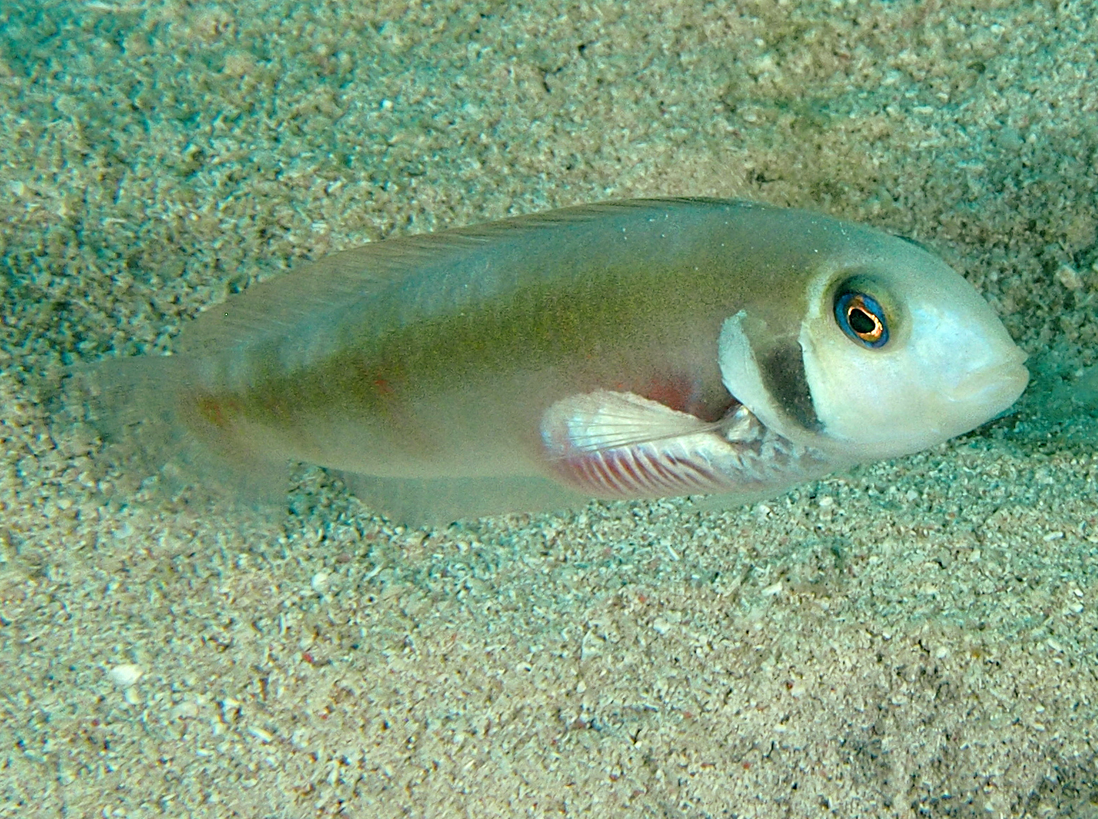 Rosy Razorfish - Xyrichtys martinicensis