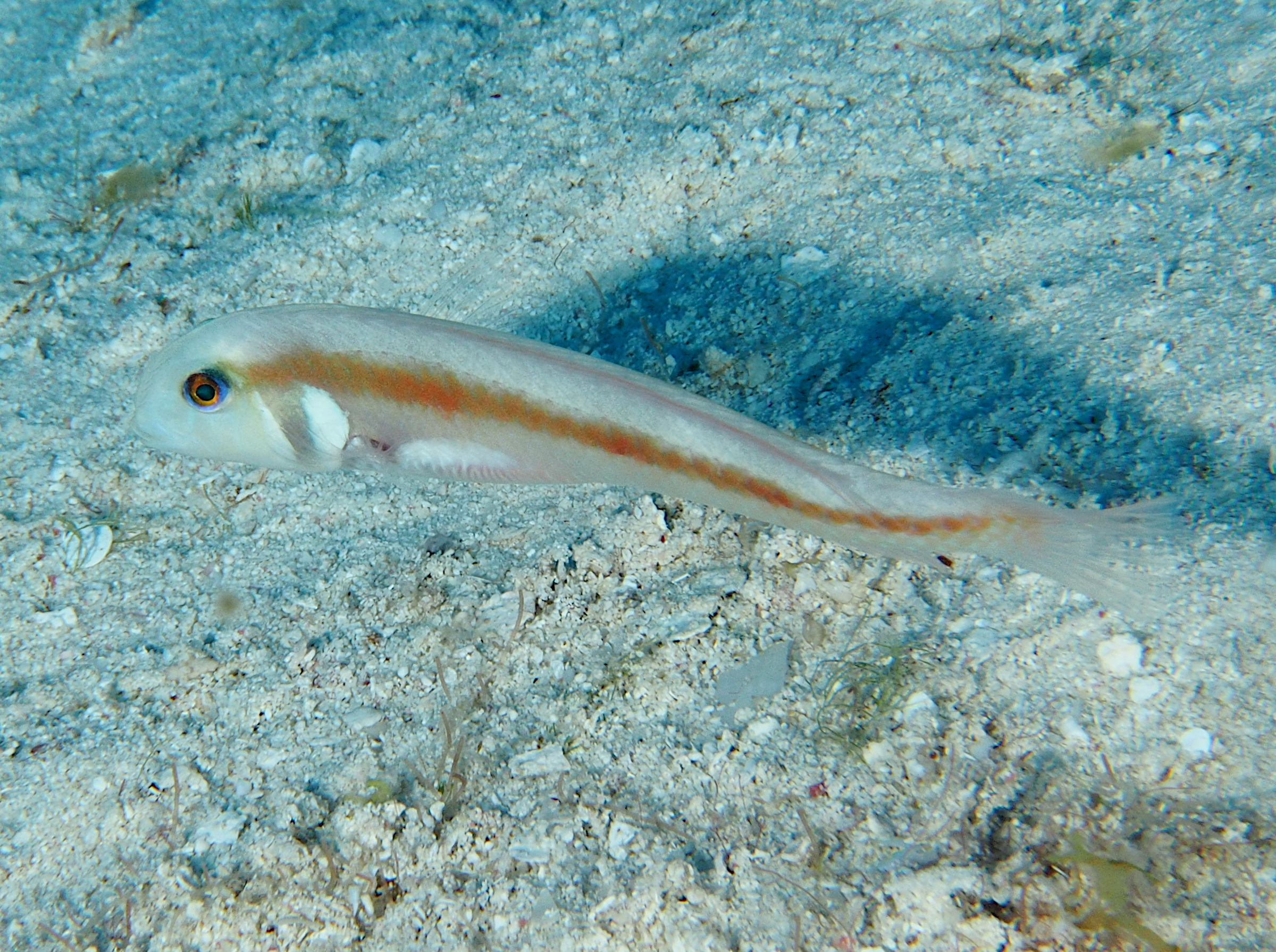 Rosy Razorfish - Xyrichtys martinicensis