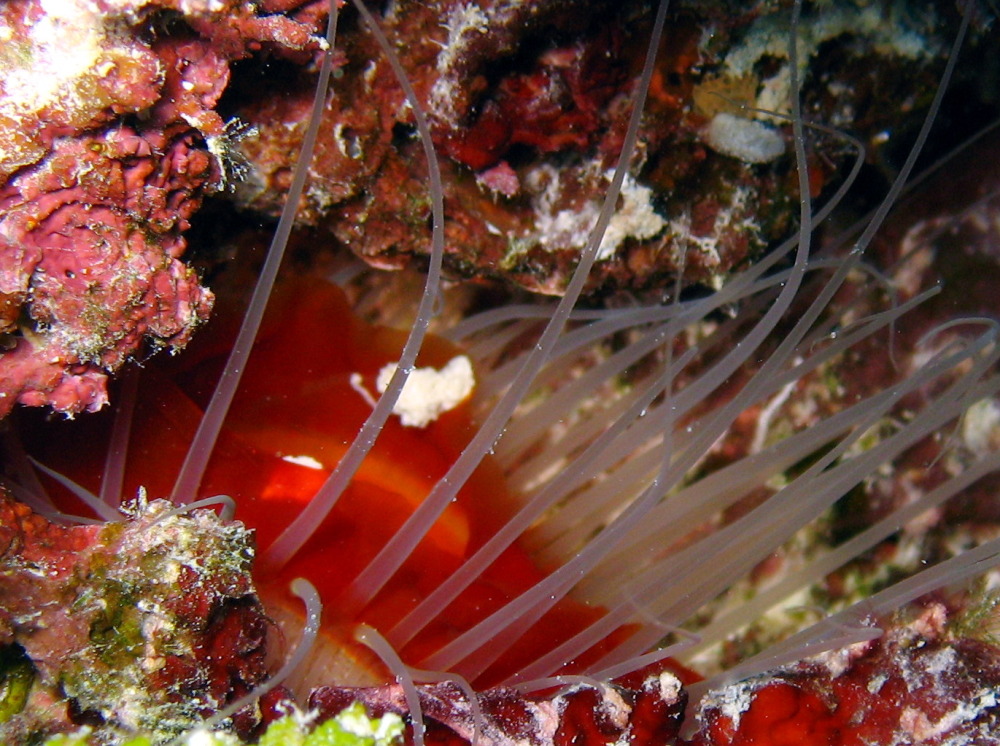 Rough Fileclam - Ctenoides scaber