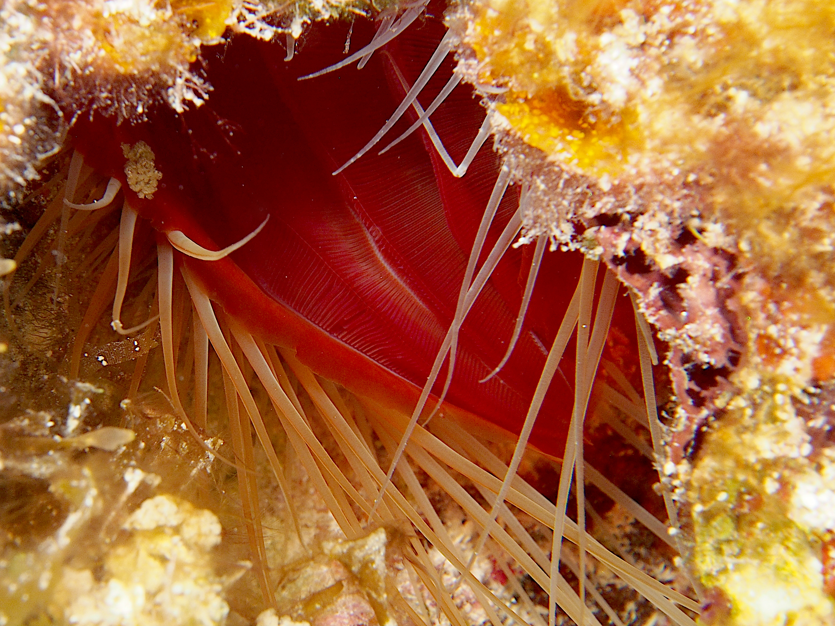 Rough Fileclam - Ctenoides scaber