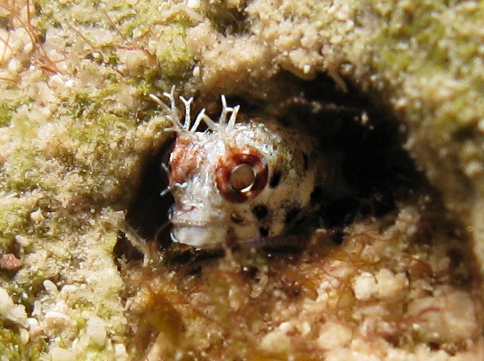 Roughhead Blenny - Acanthemblemaria aspera