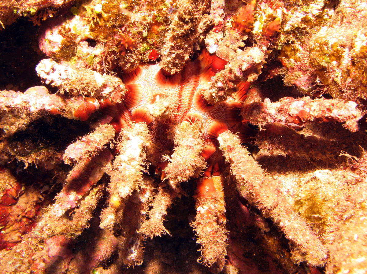 Rough-Spined Urchin - Chondrocidaris gigantea