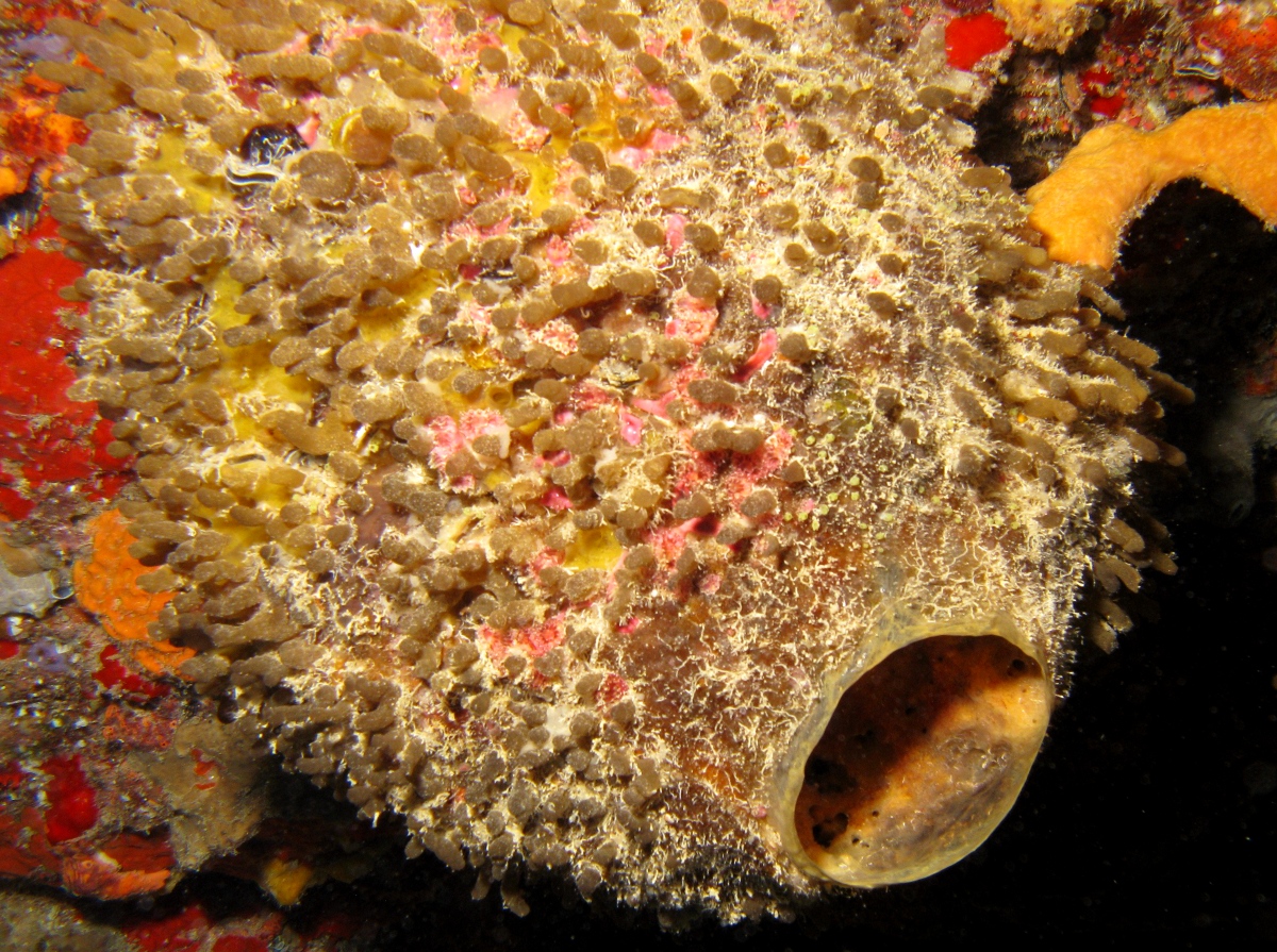 Rough Tube Sponge - Coelocarteria bartschi