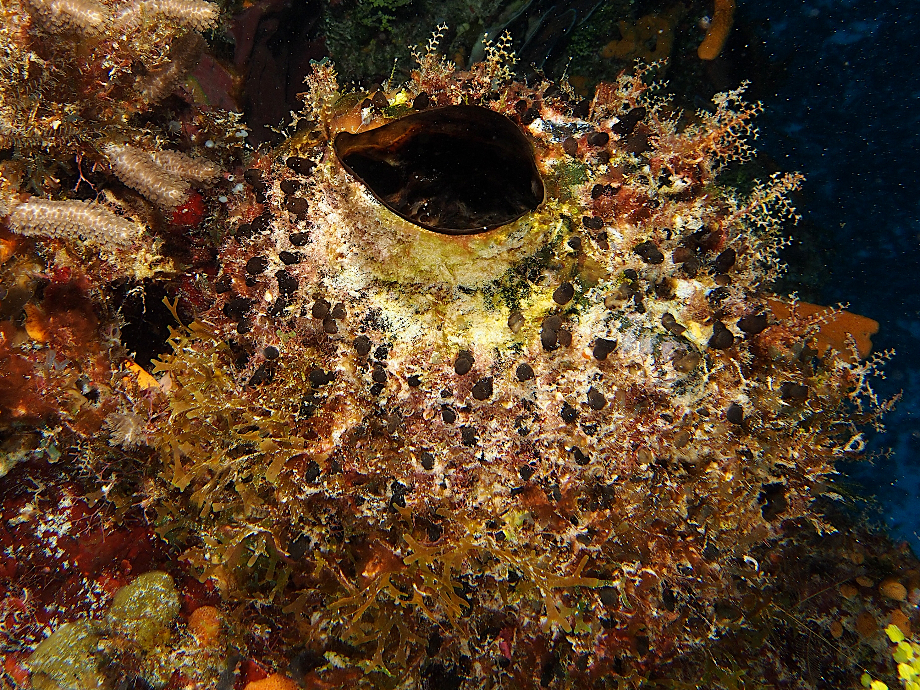 Rough Tube Sponge - Coelocarteria bartschi